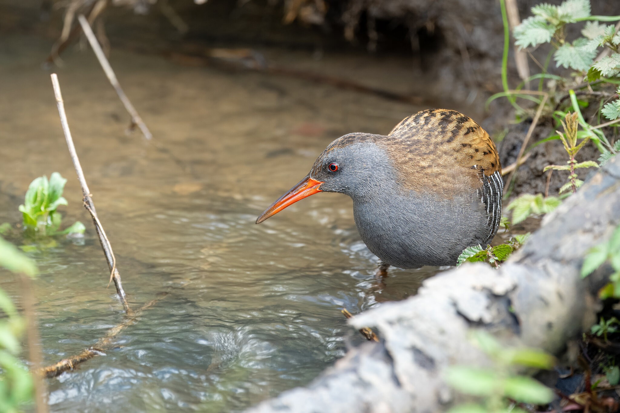 Water_Rail.jpg