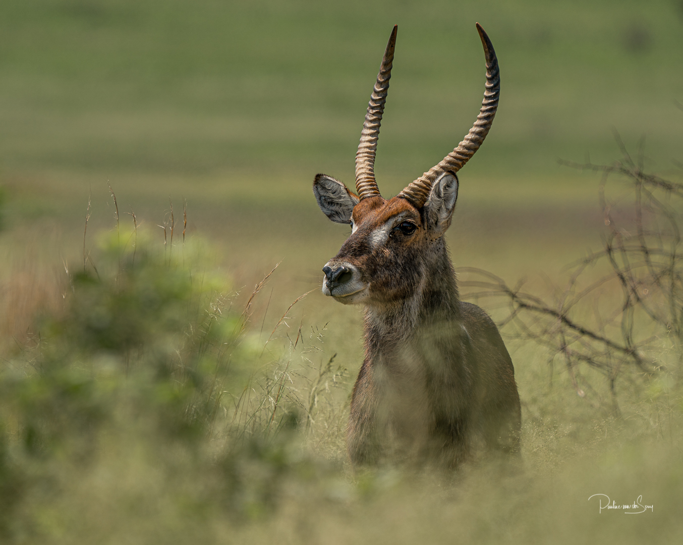 waterbuck-1132.jpg