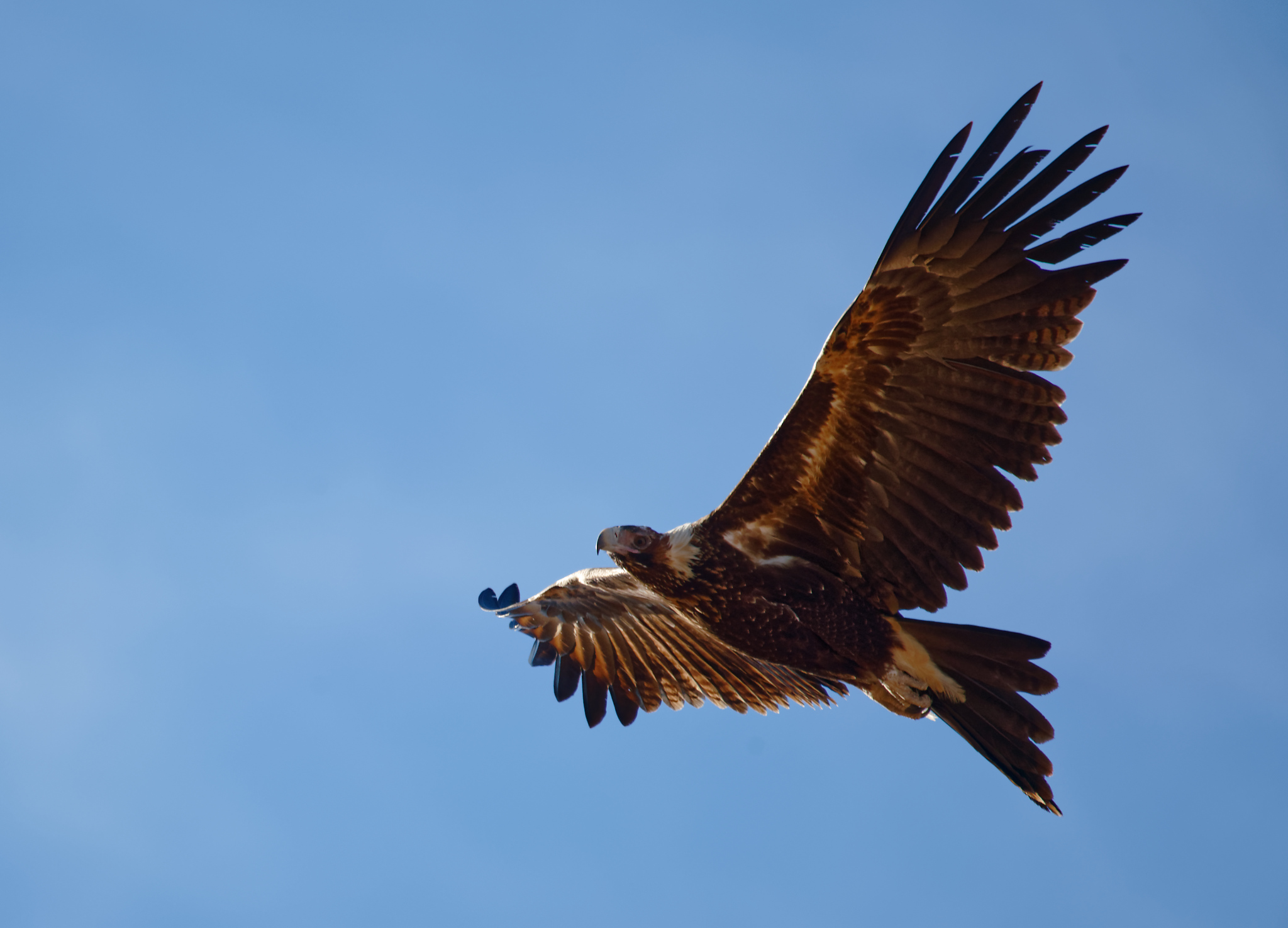 Wedge-tailed Eagle IF (31).jpg