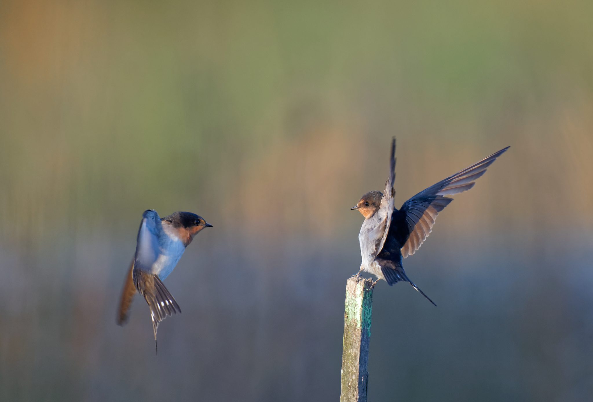 Welcome Swallows bumping off (1).jpg