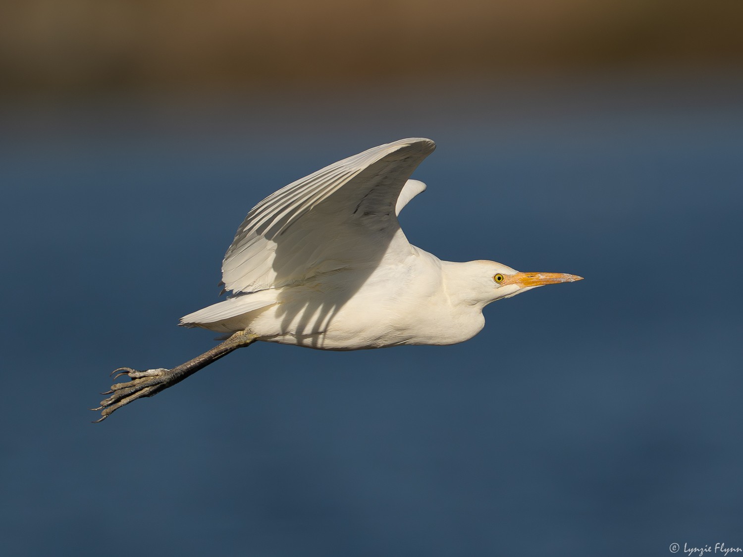 Western Cattle Egret 8860.jpg