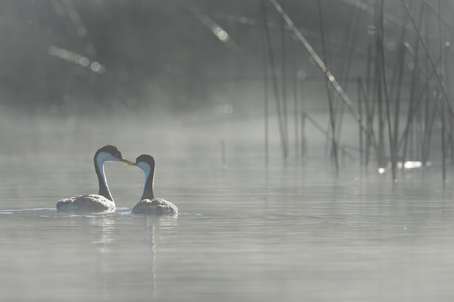 Western Grebes 0781.jpg