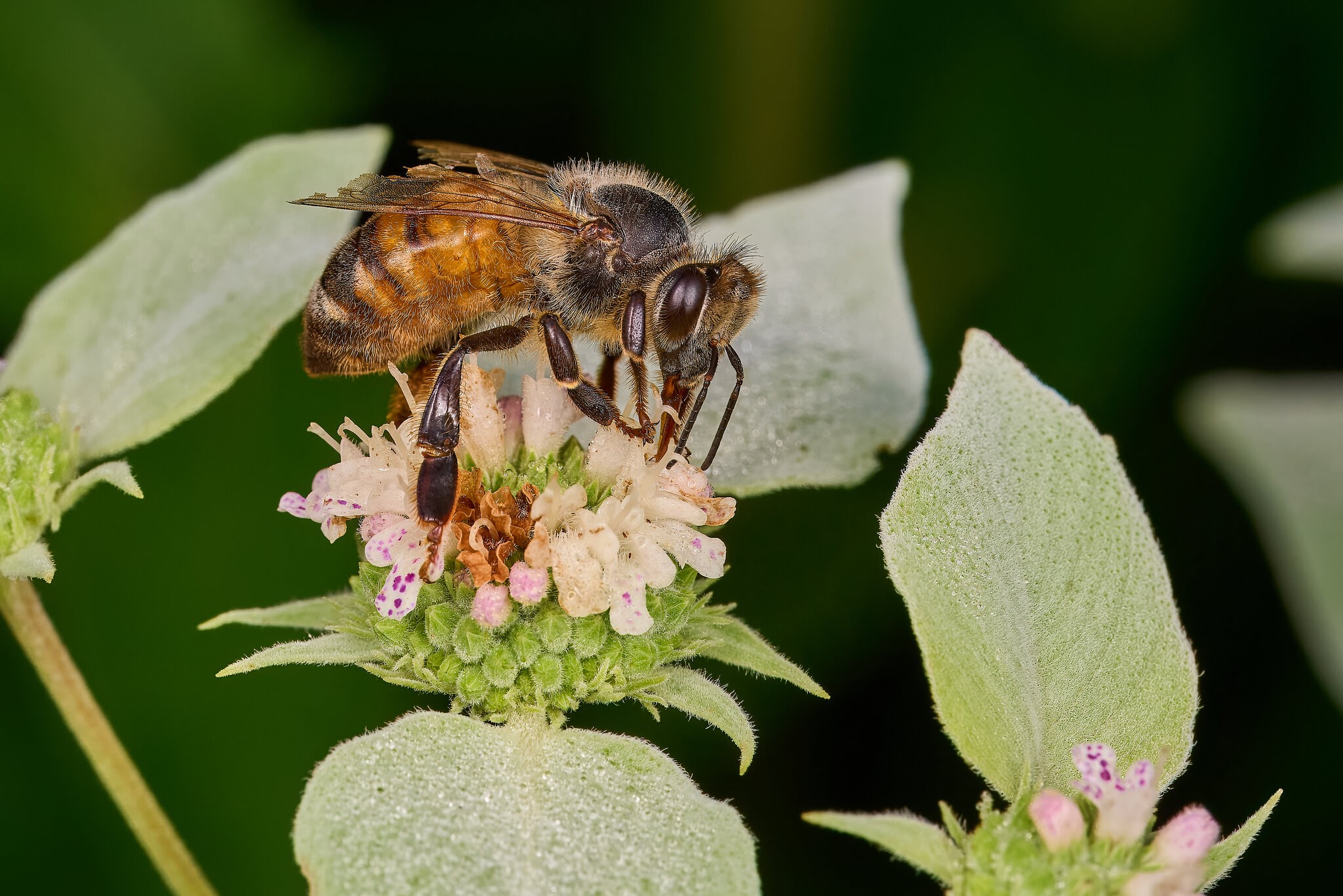 Western Honey Bee - BCSP - 07122026 - 01 - rDN.jpg