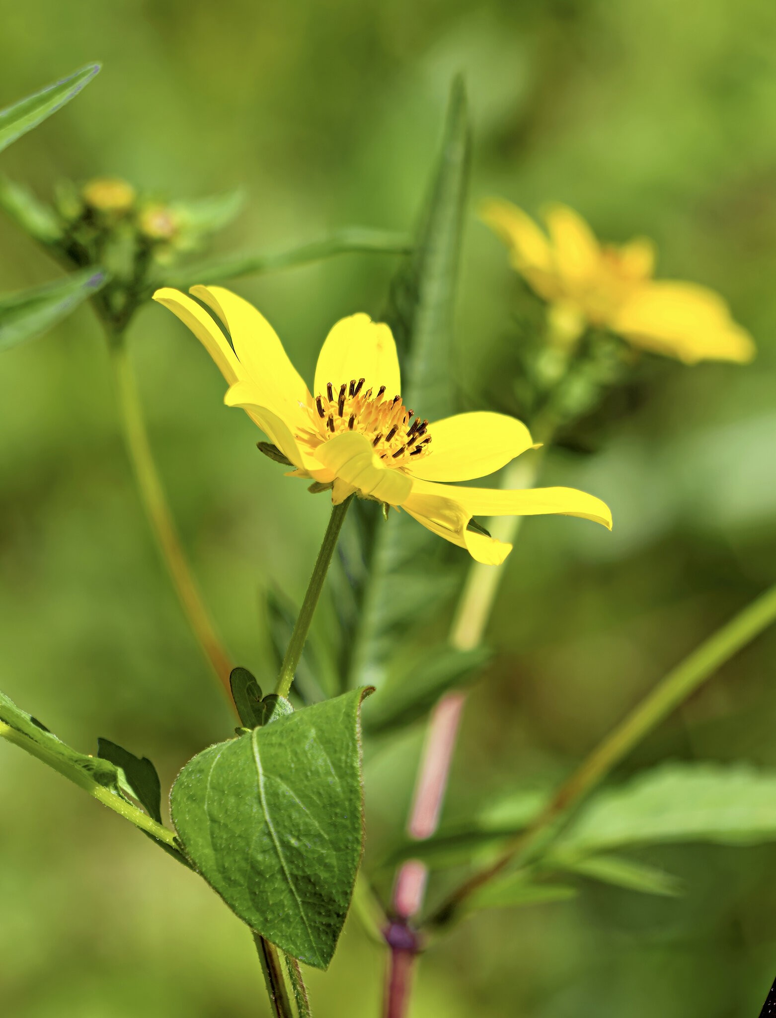WFlower2.jpg