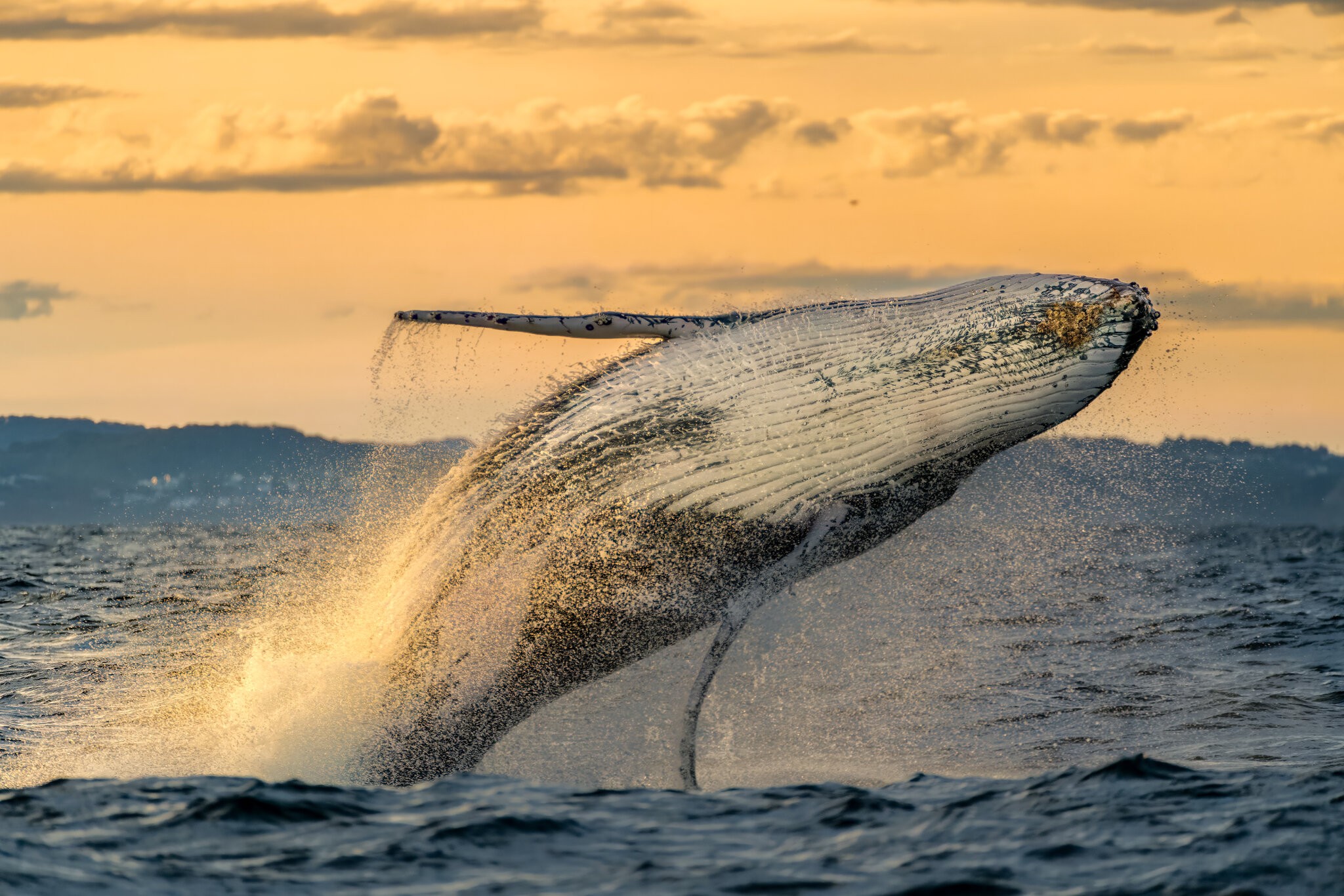 Whale Watching July 2023-1-5.jpg