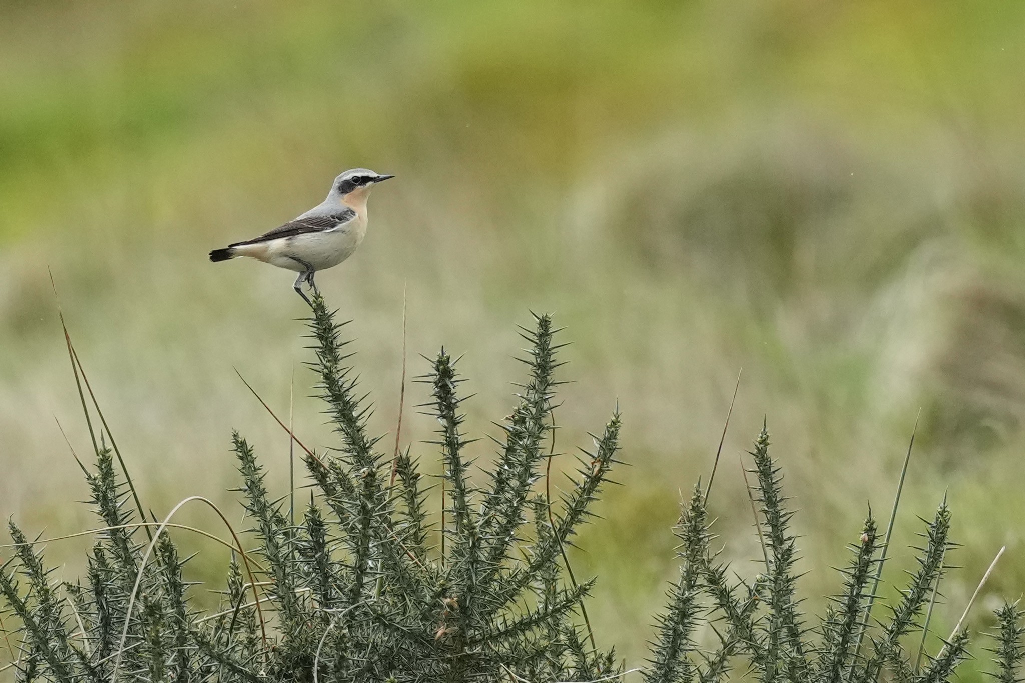 Wheatear-DSC01143-2048px.jpg