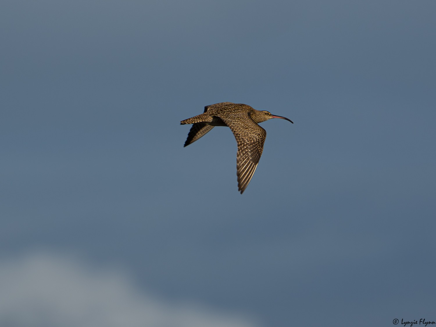 Whimbrel 3204.jpg