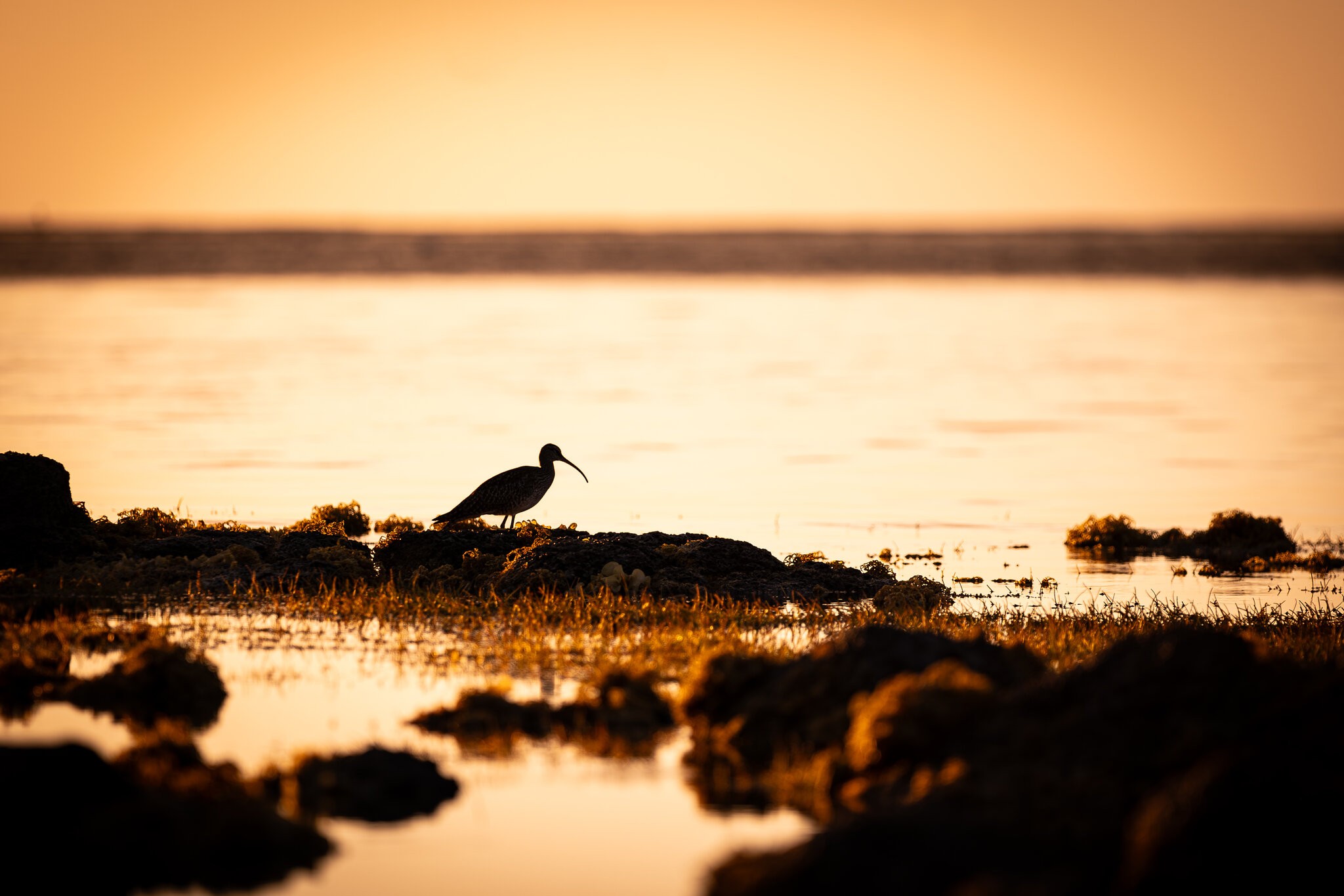 Whimbrel (Numenius phaeopus)