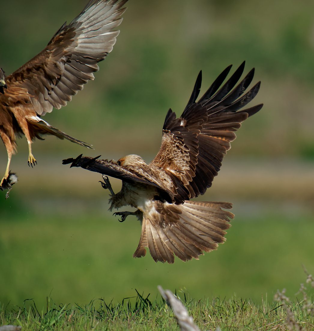 Whistling Kite and Swamp Harrier fight (1) 11009.jpg