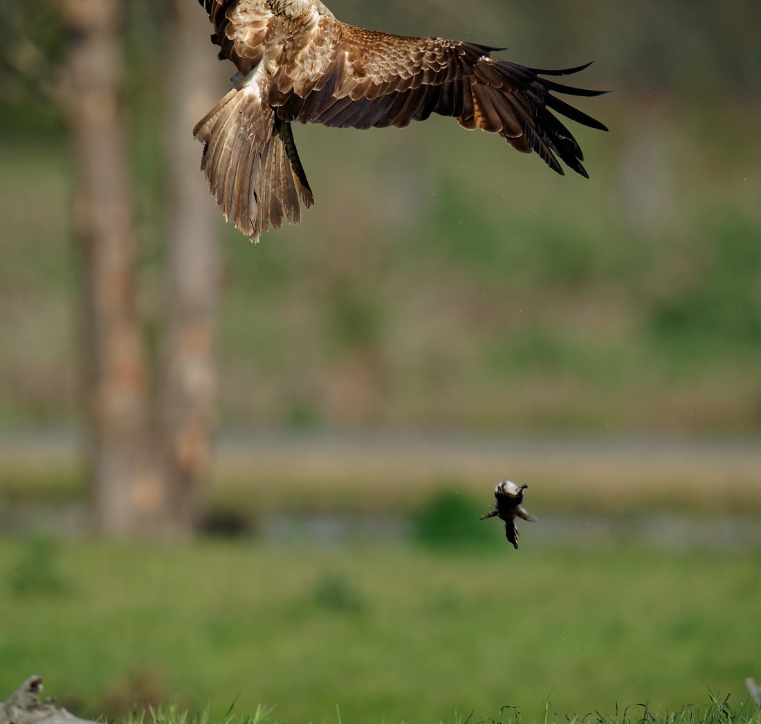 Whistling Kite and Swamp Harrier fight (2) 11009.jpg