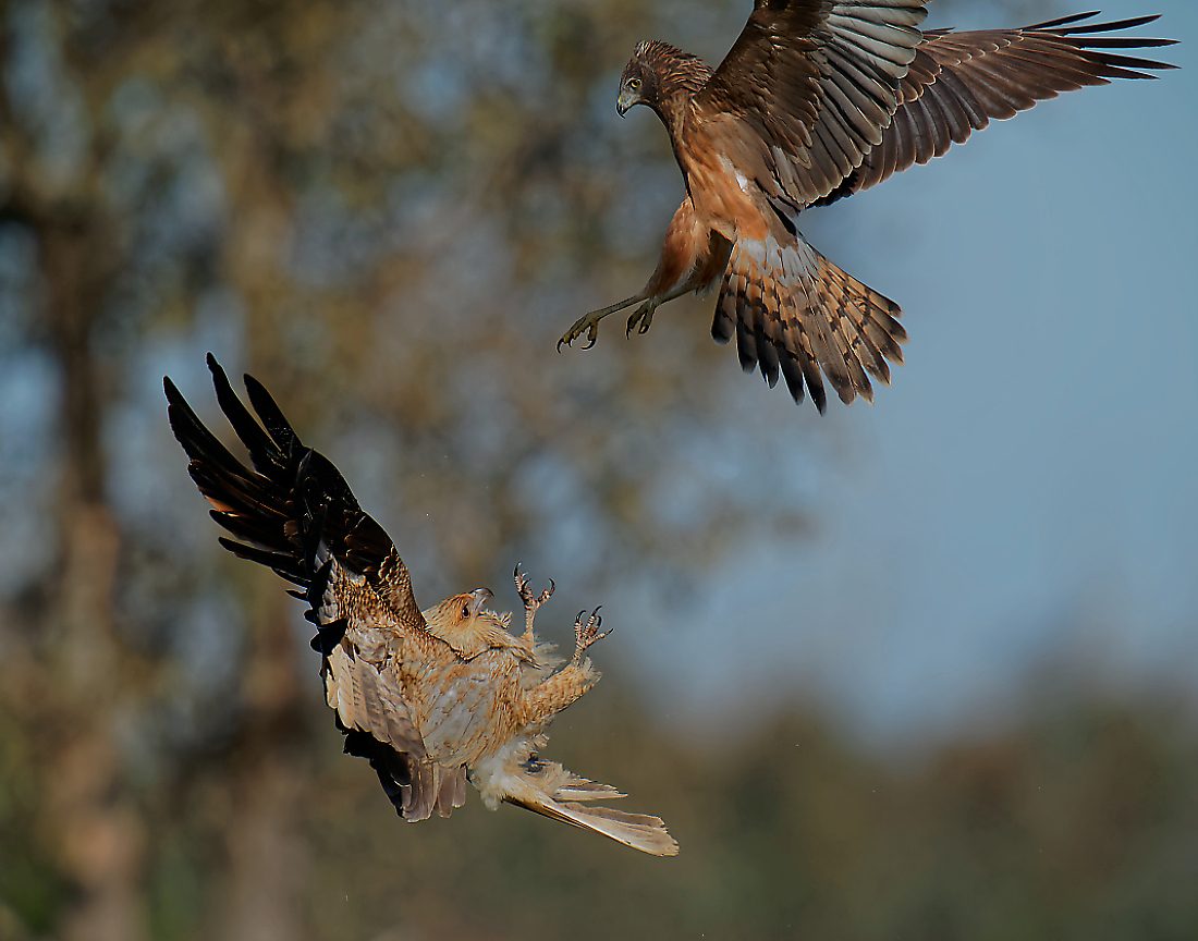 Whistling Kite and Swamp Harrier fight (3) 11009 11009.jpg