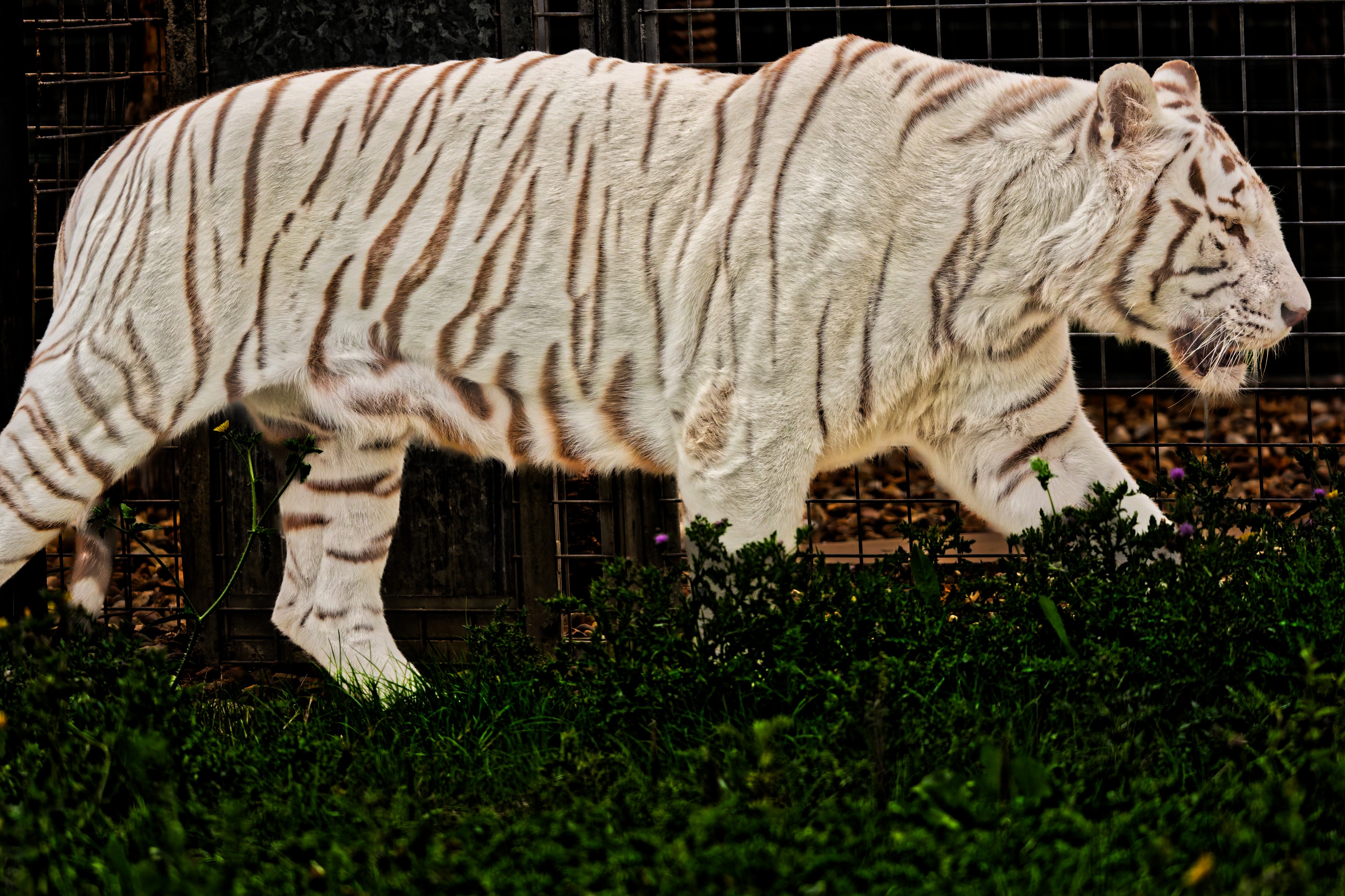 White Bengal Tiger