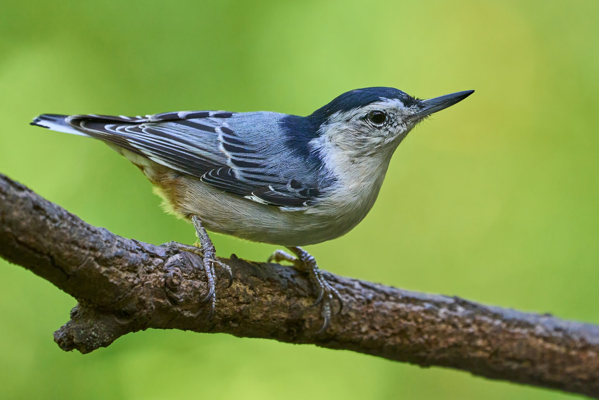 White-Breasted Nuthatch - Ashland - 09022023 - 02- DN.jpg