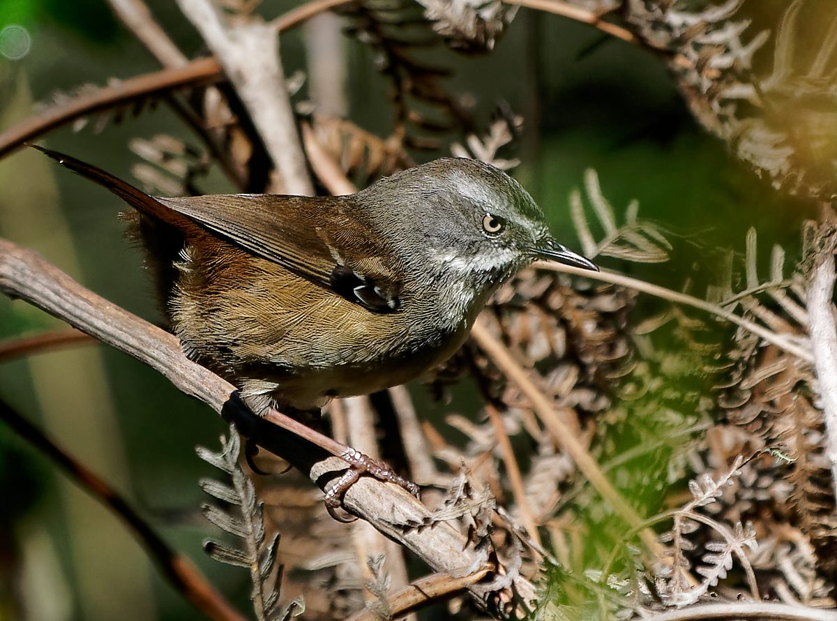 White-browed Scrubwren (5).jpg