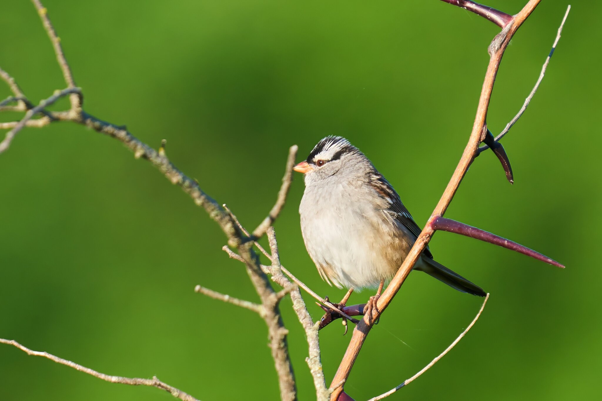 White-Crowned Sparrow - Knob Hills Trail - 05032026 - 04 - rDN.jpg