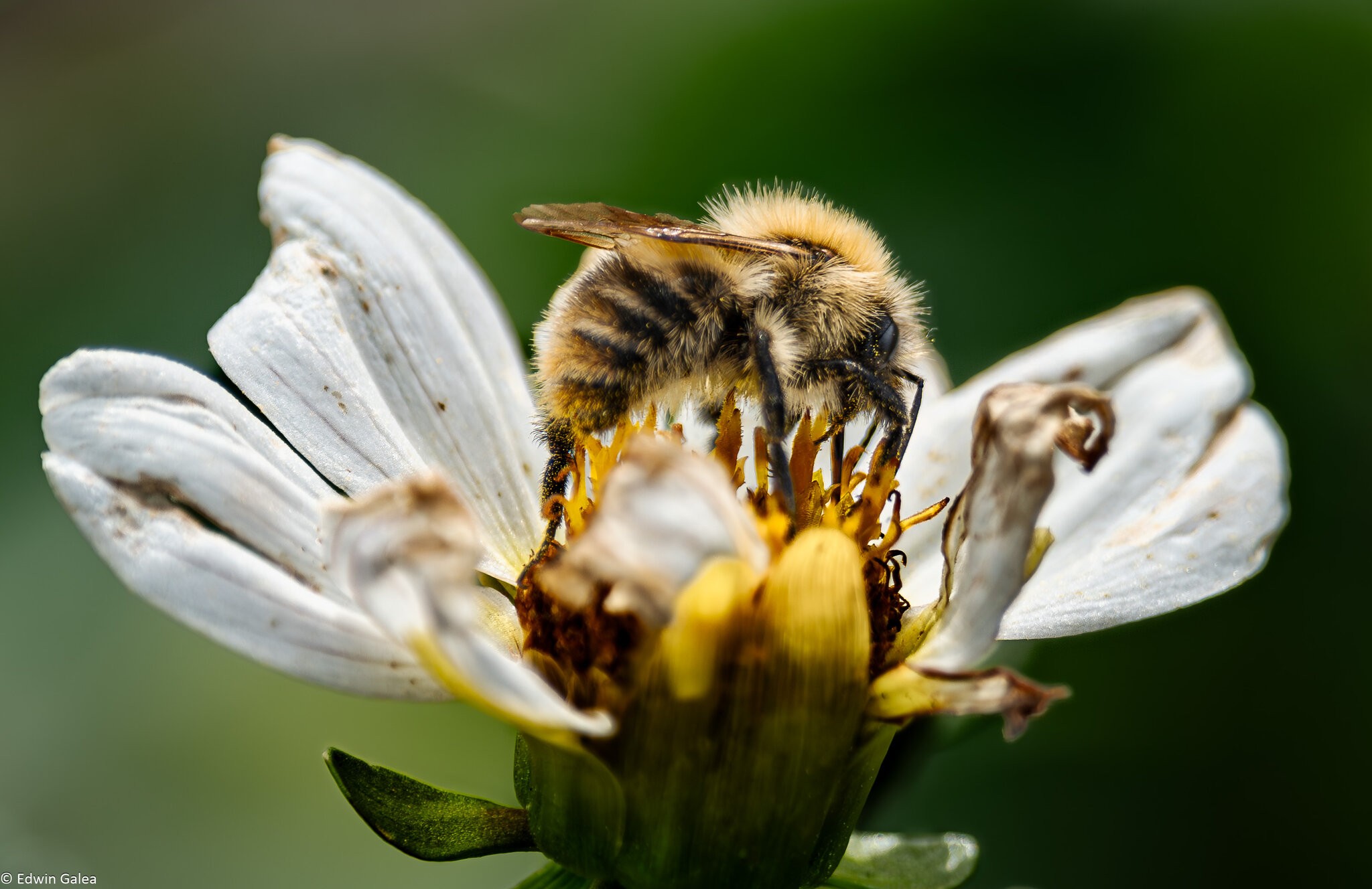 white flower with bee-2.jpg