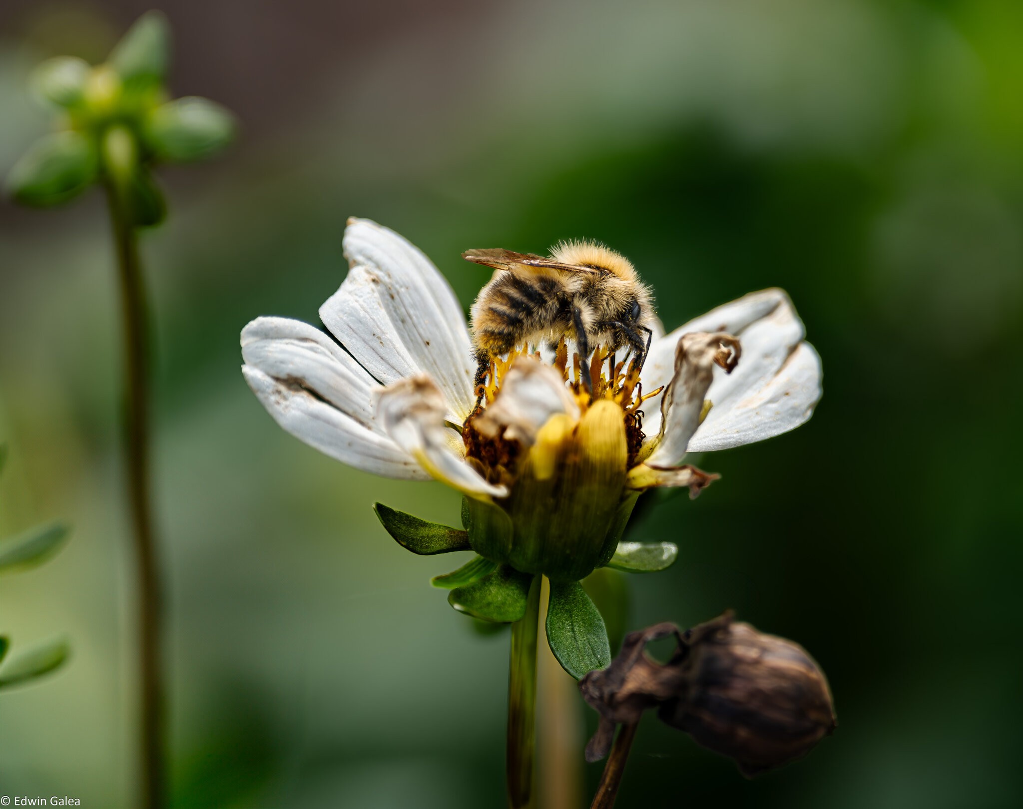 white flower with bee-4.jpg