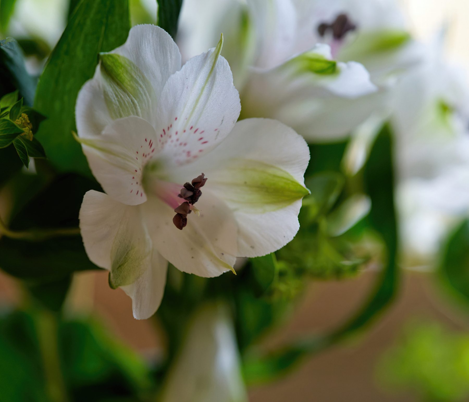 White Flower With Pink Accents .jpg