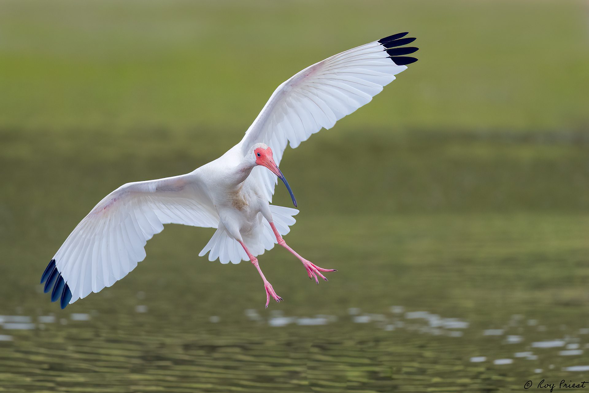 White-Ibis-A1_ROY0774.jpg