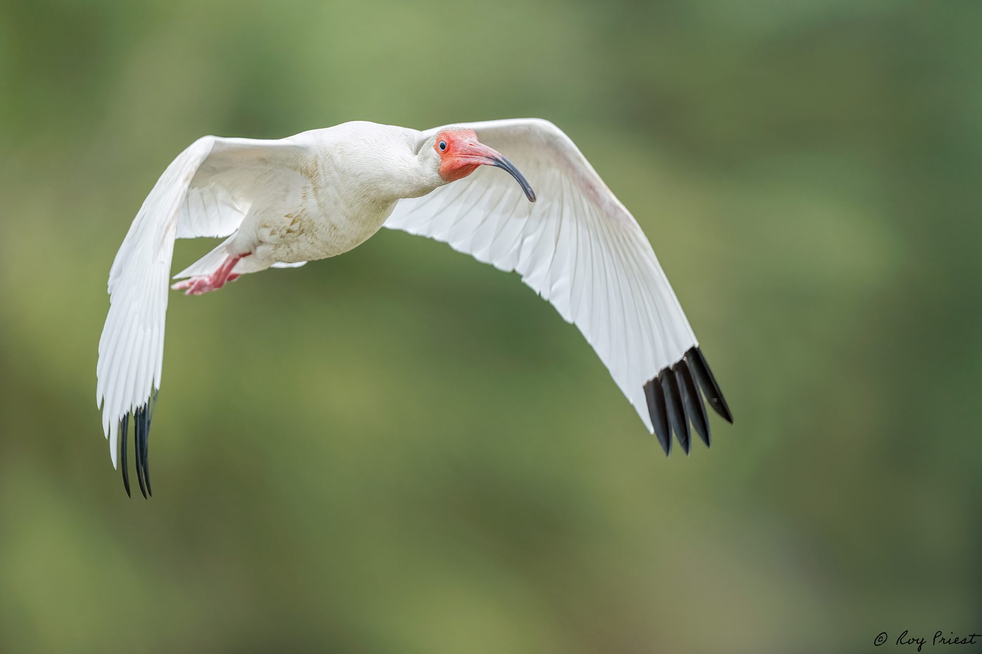 White-Ibis-A1_ROY0836.jpg