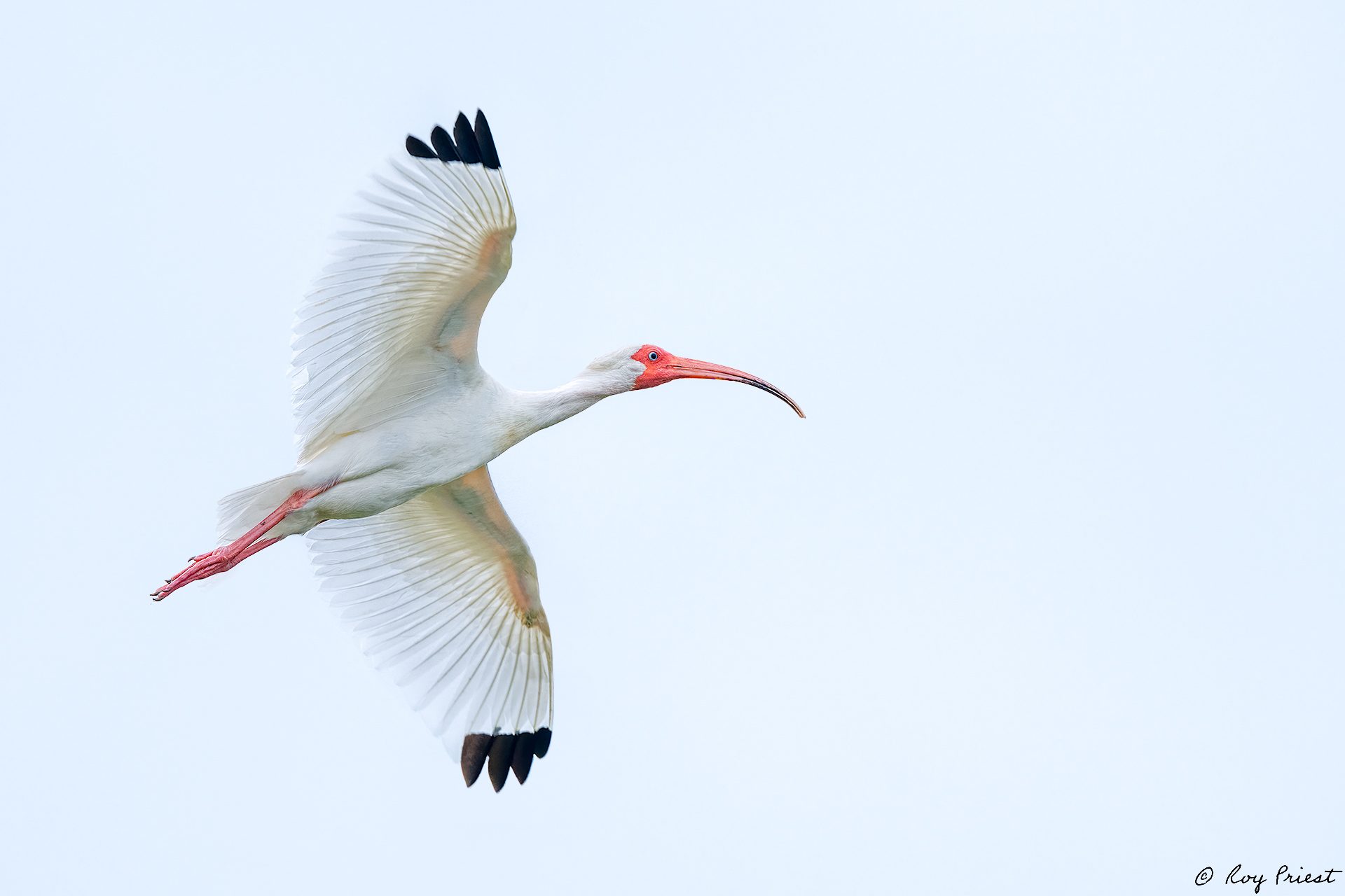 White-Ibis-A1_ROY1105-Edit.jpg