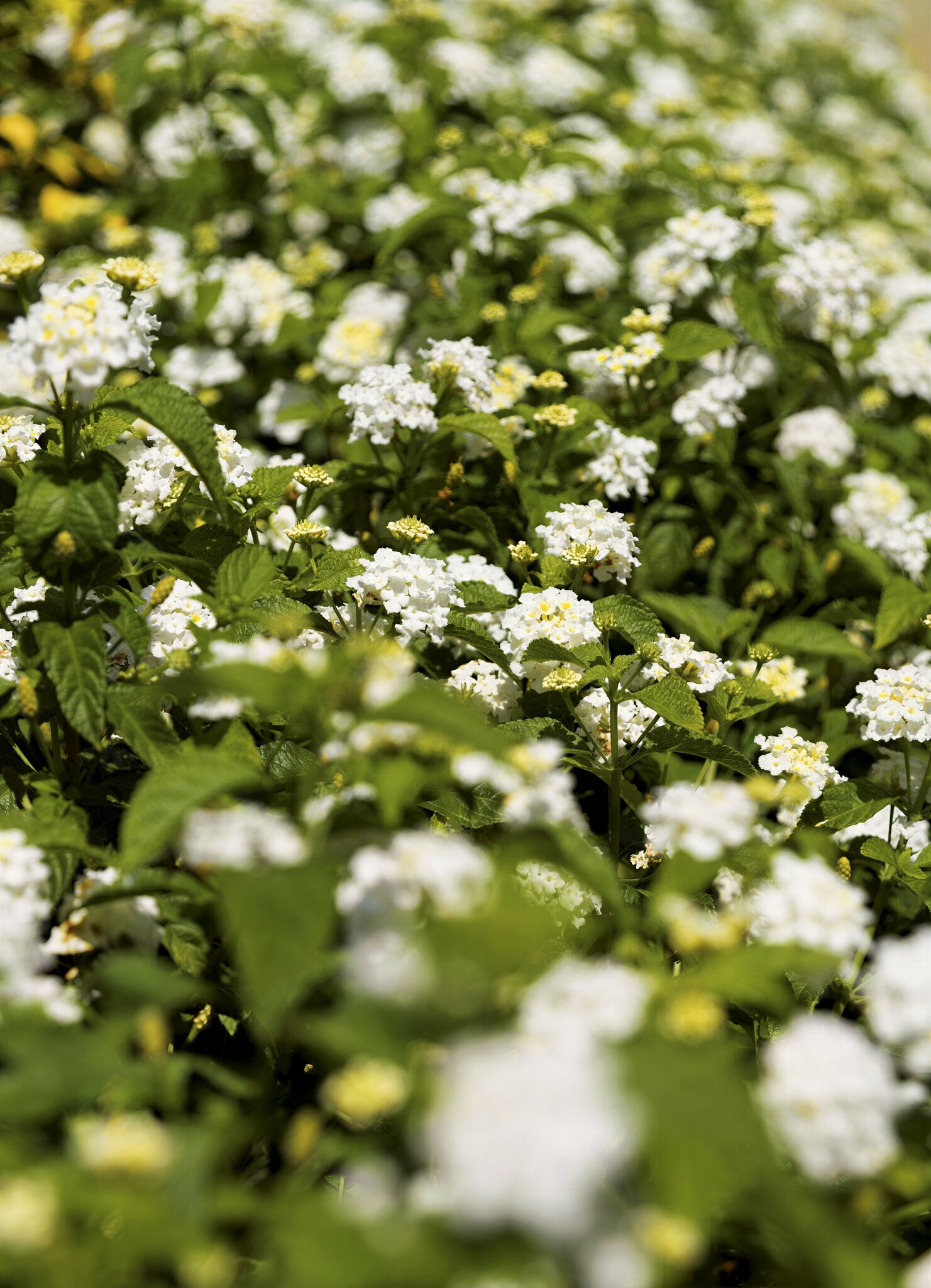 White lantana.jpg