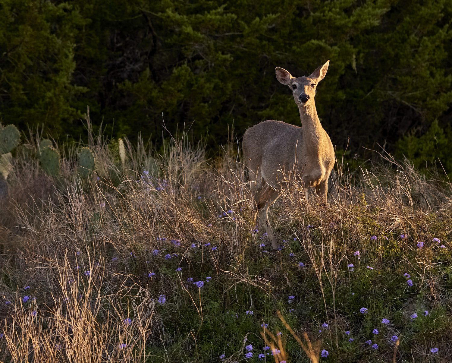 White tail Deer #1