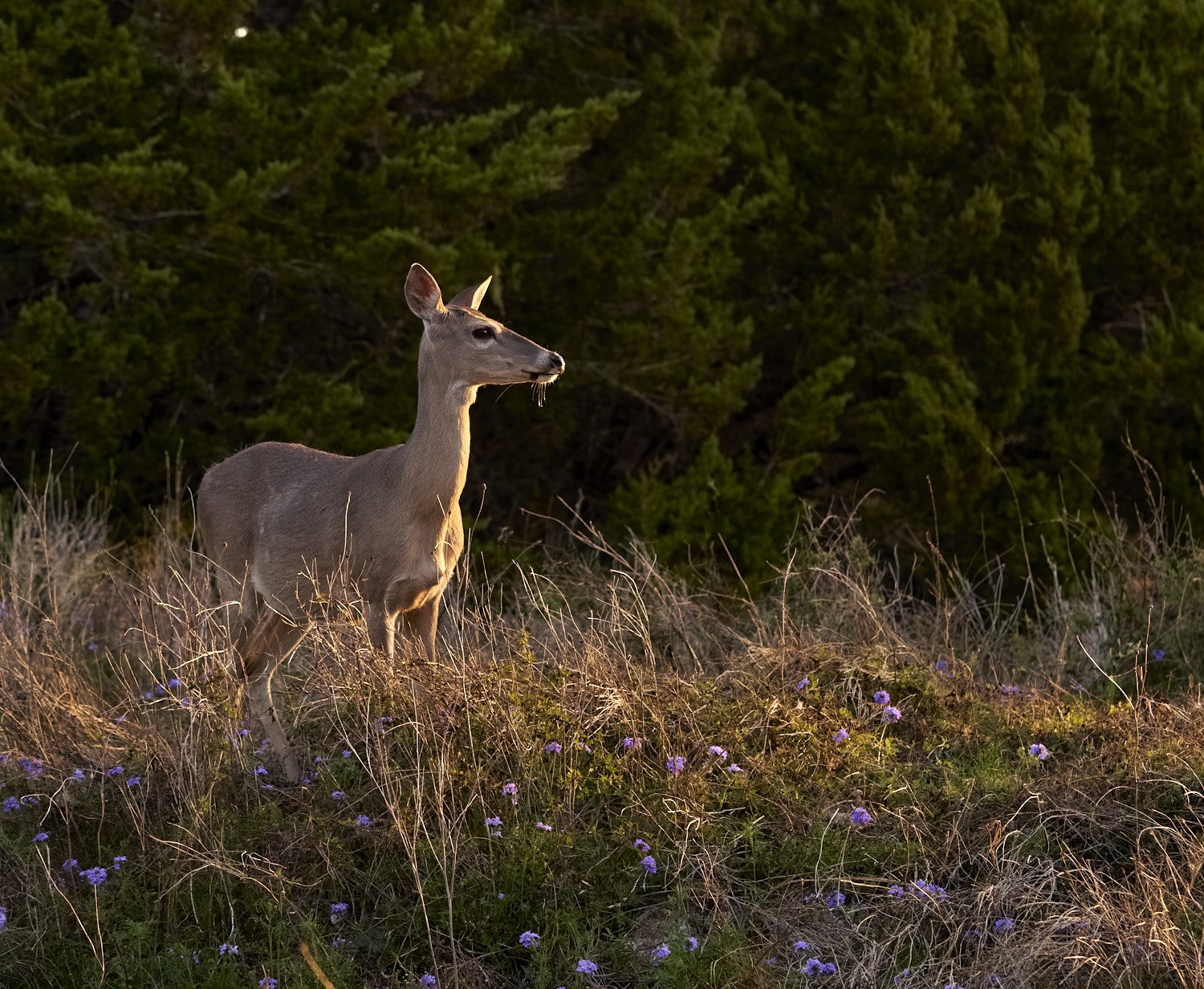 White tail Deer #2