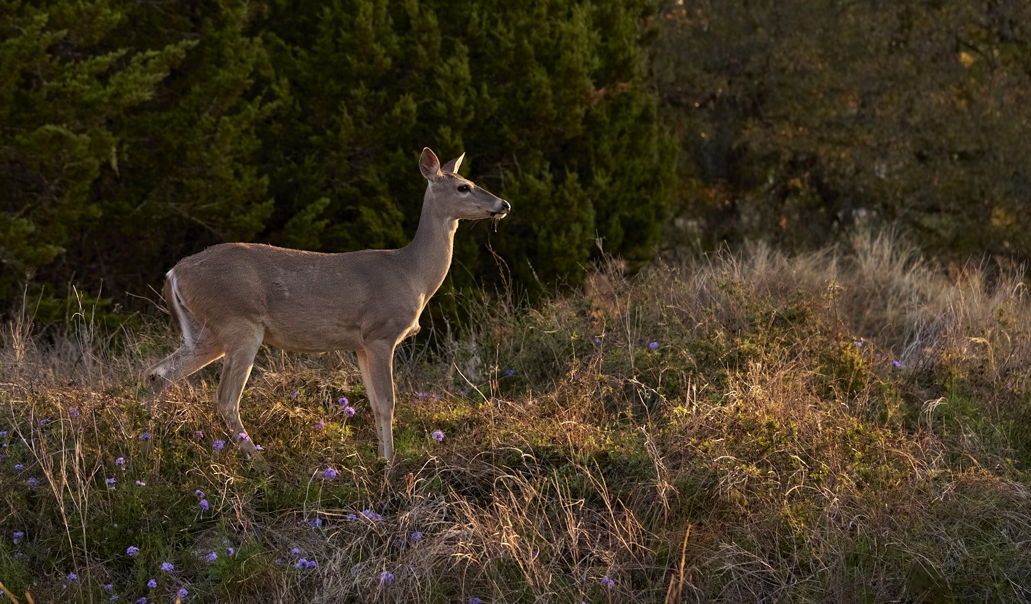 White tail Deer #4