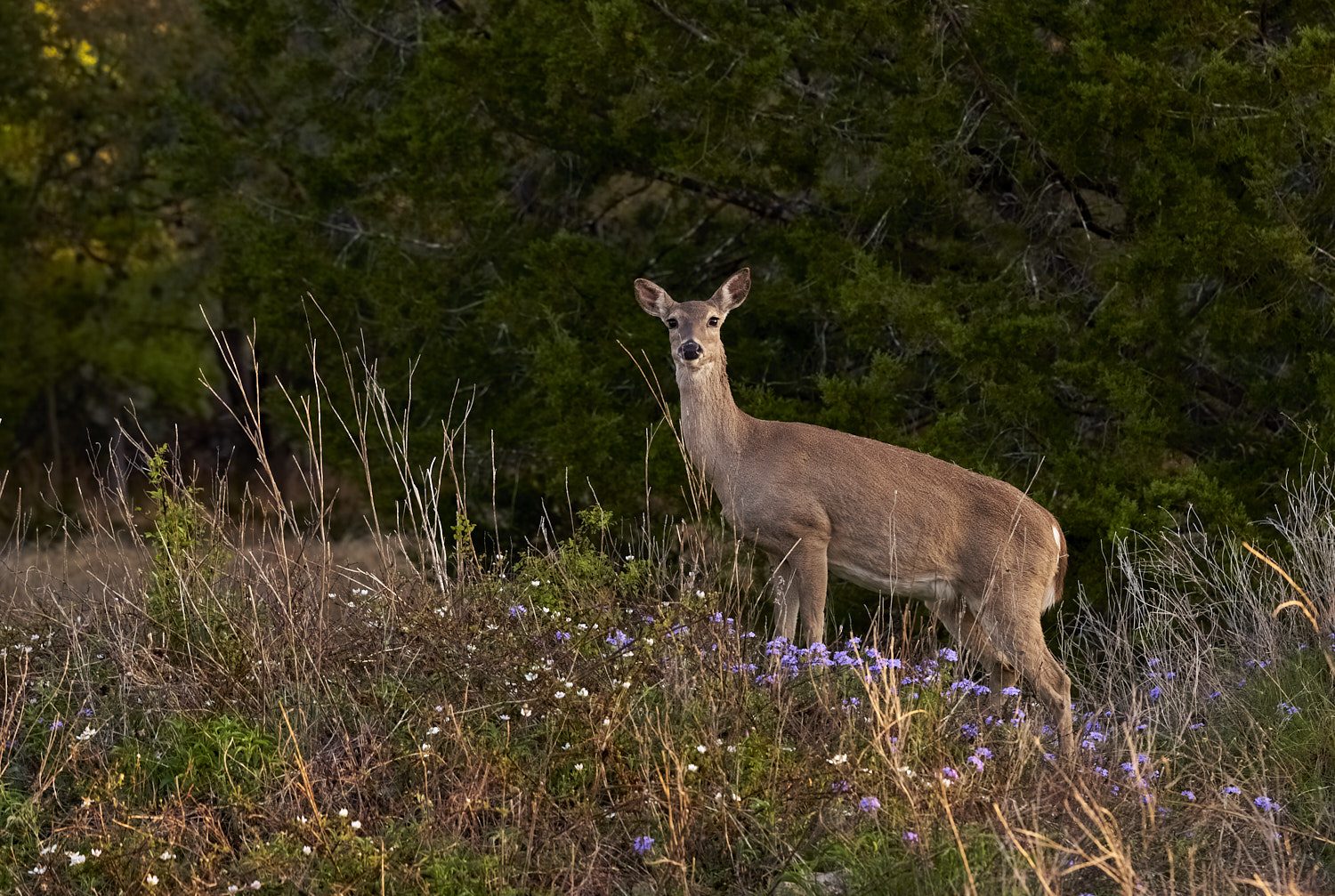 WHite tail deer #5