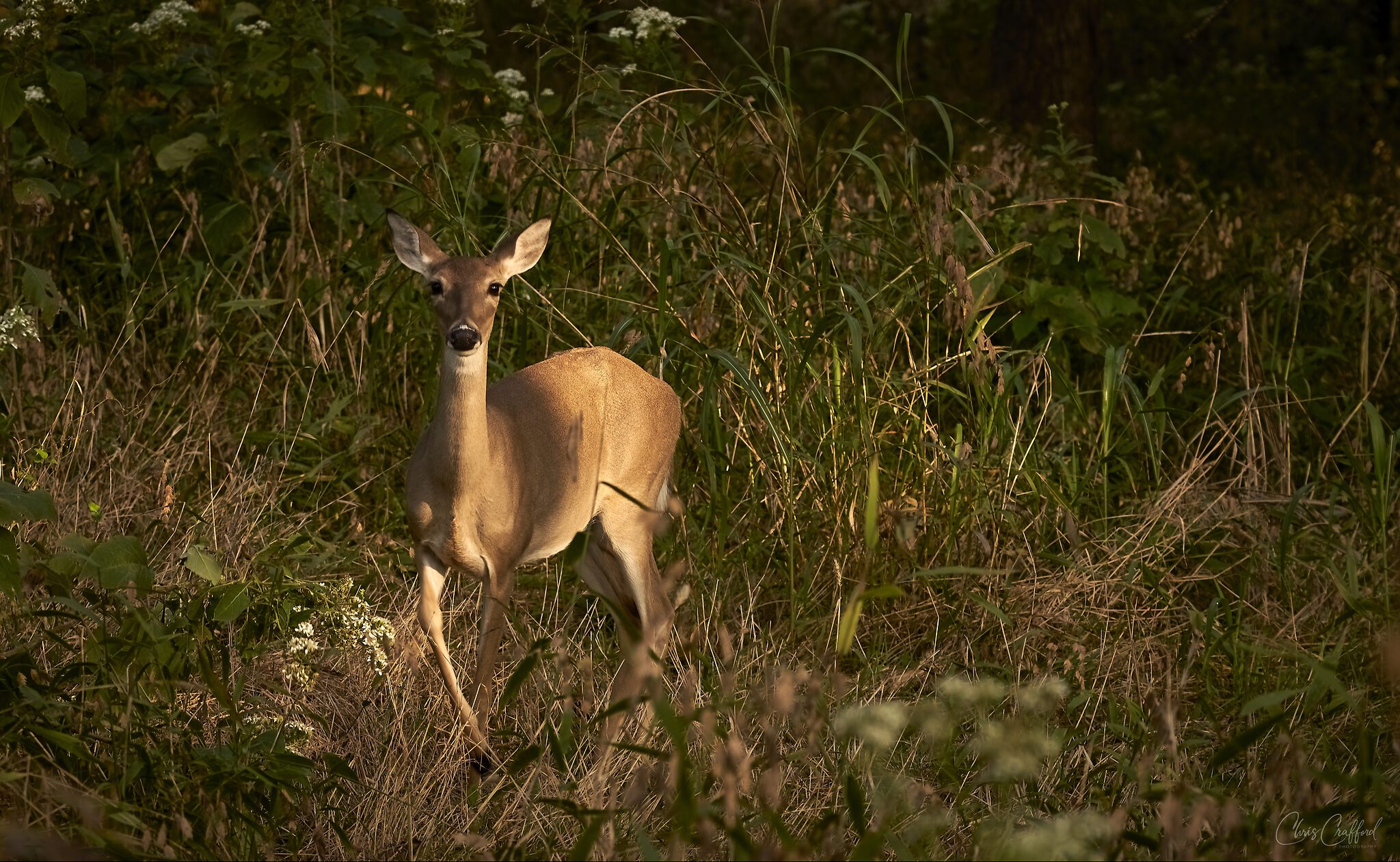White tail deer early morning