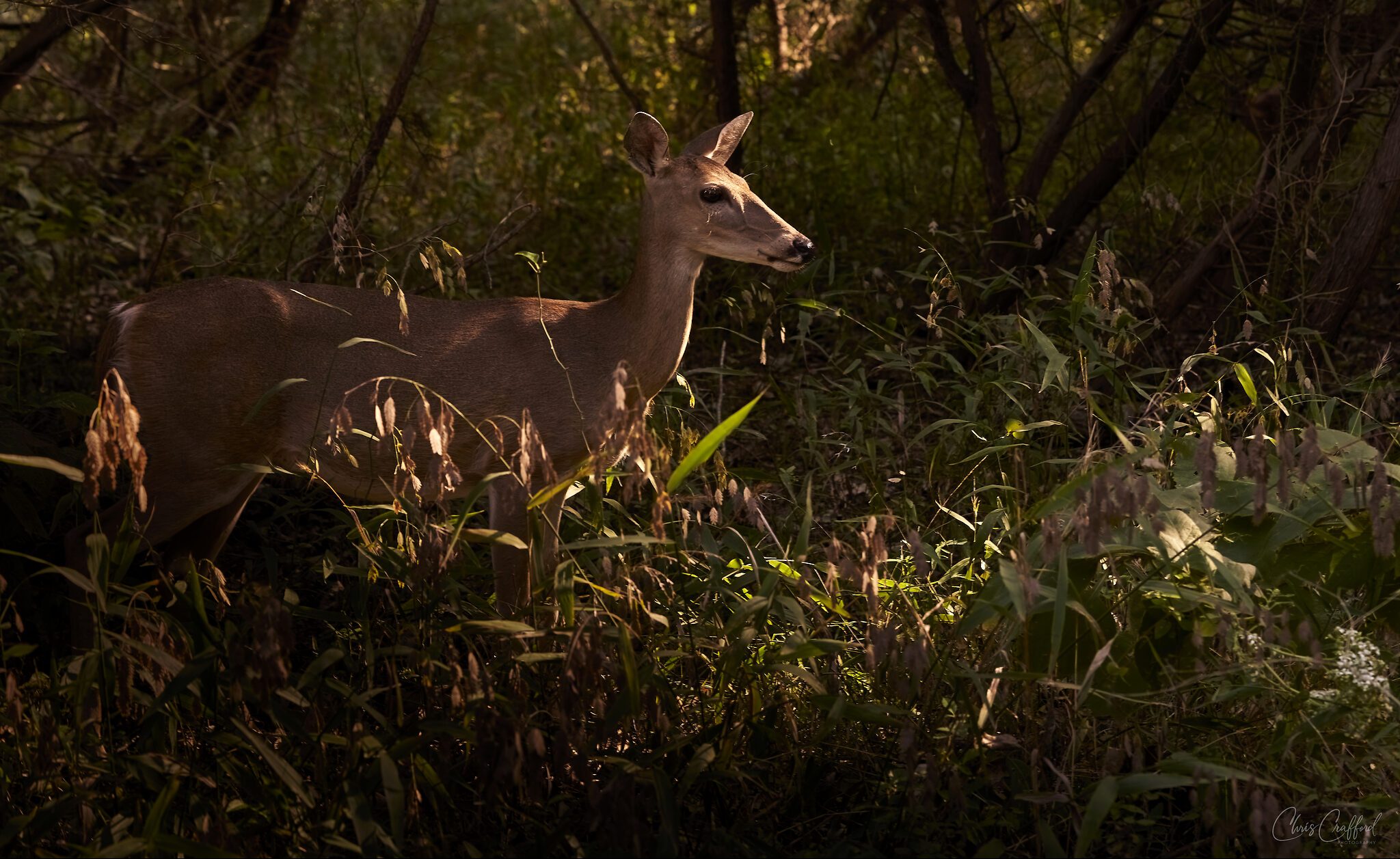 White tail deer in the late afternoon