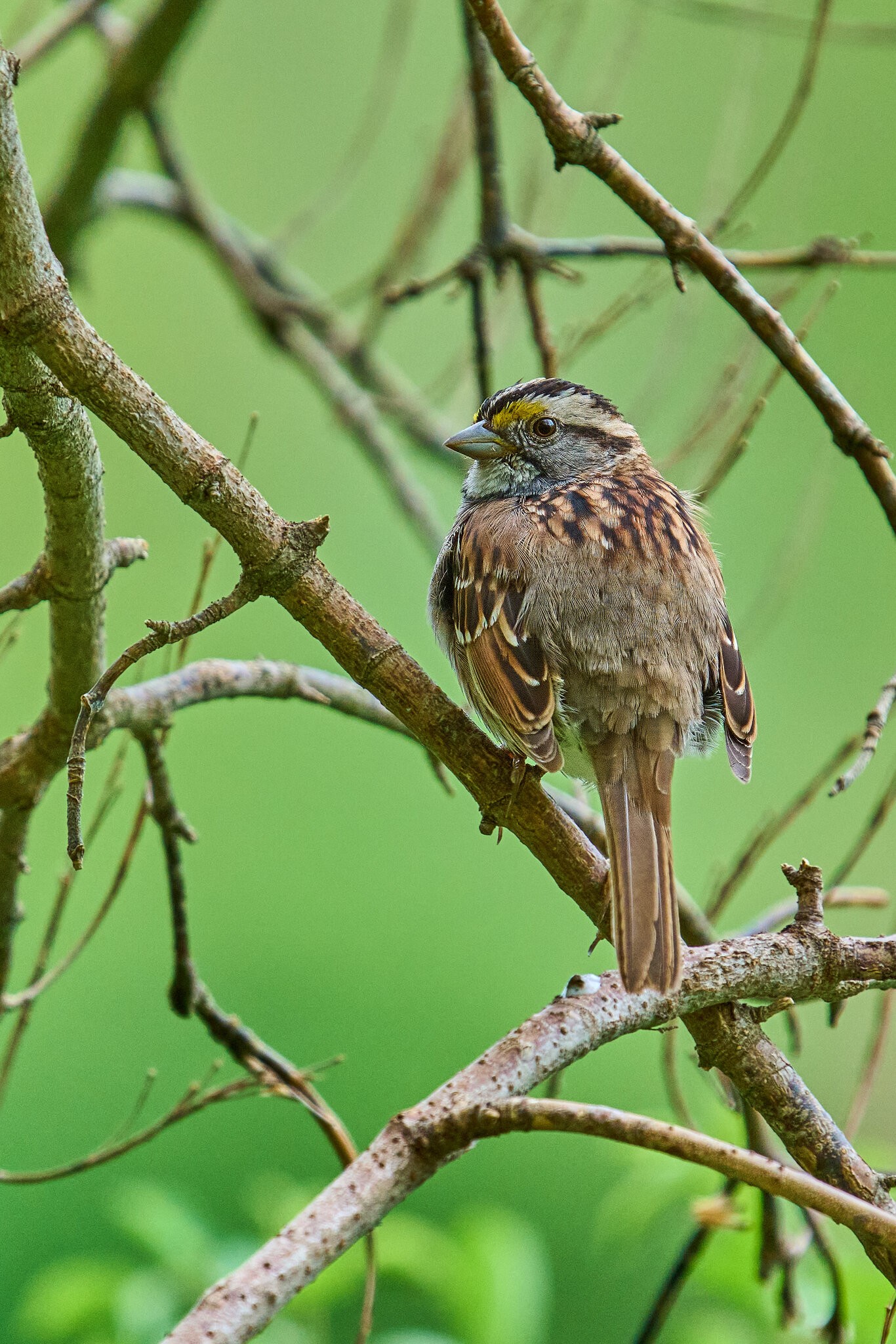 White-Throated Sparrow - 1st State NHP - 04262026 - 02 - rDN.jpg