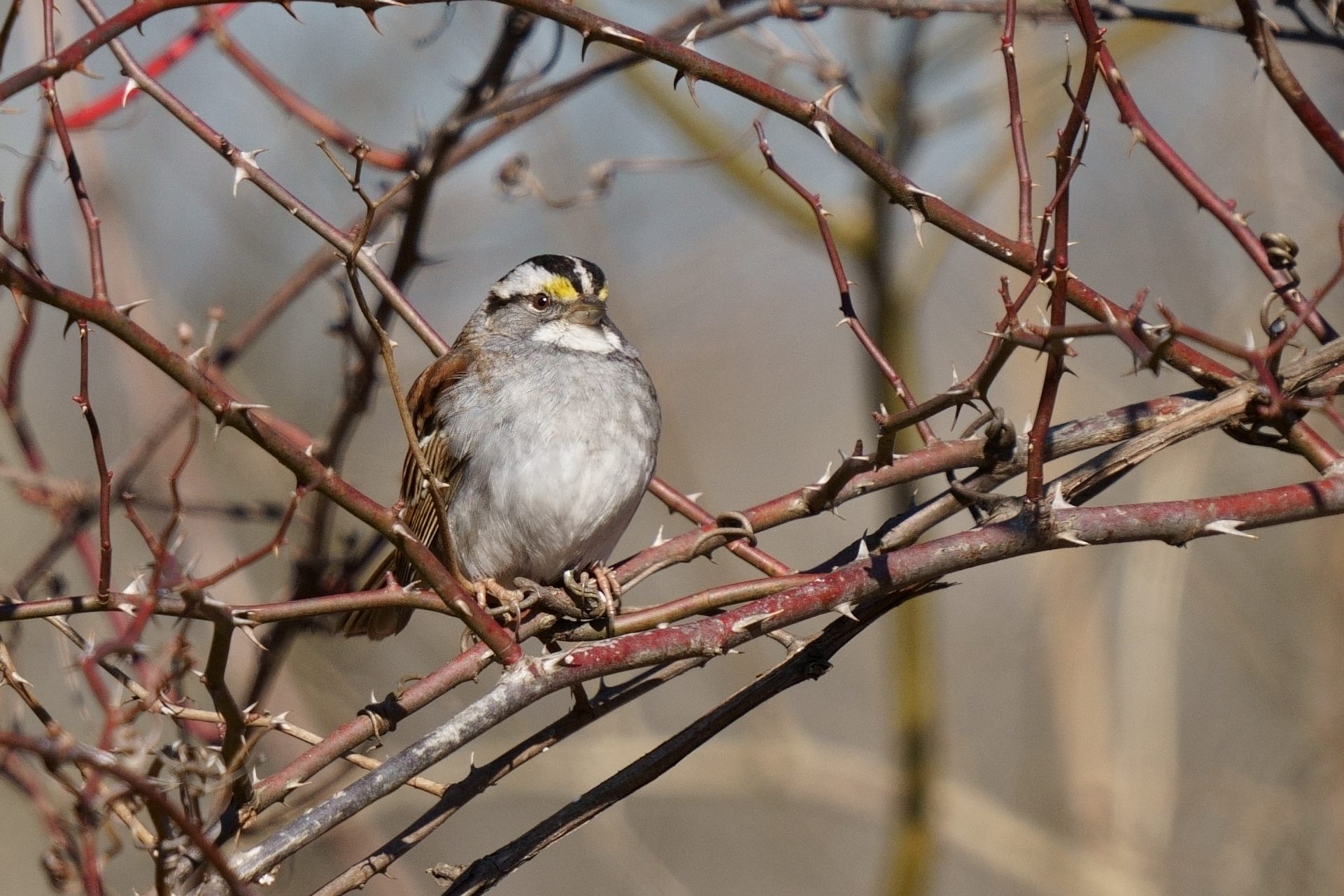 White-throated sparrow