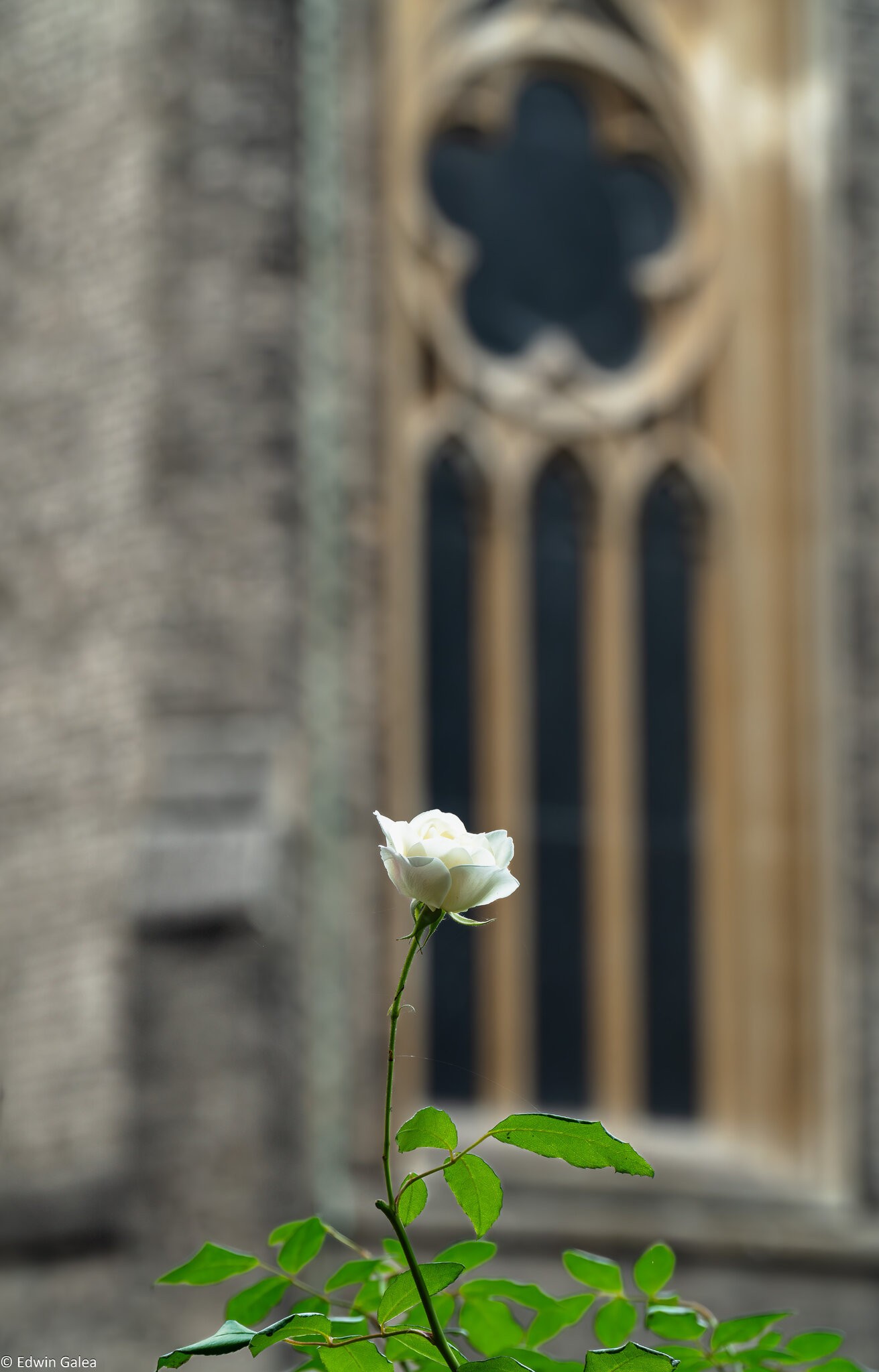 whiterose_StMAAA-9.jpg