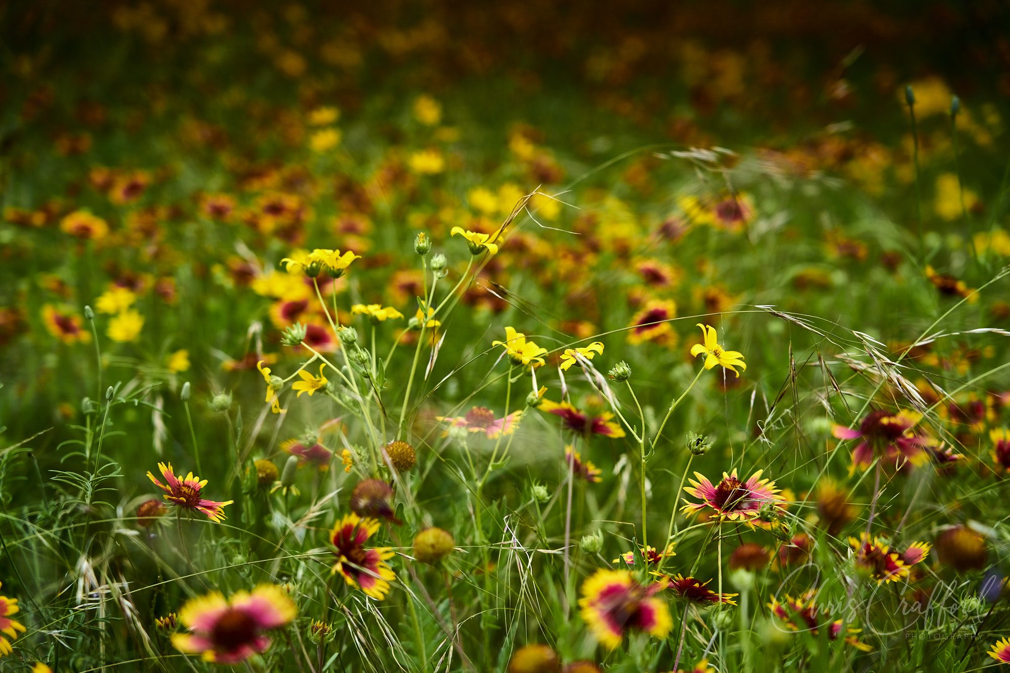 WIld flower color and more.