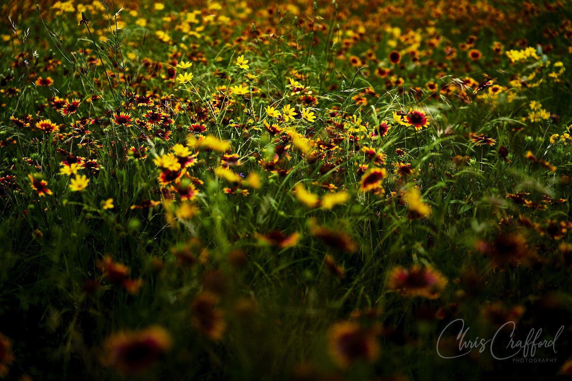 WIld flower colors.