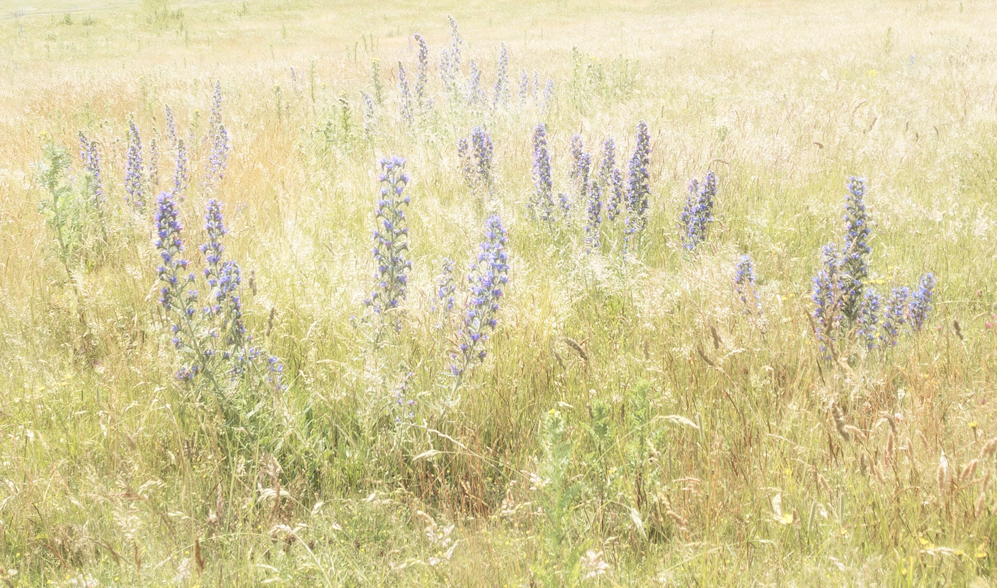 Wild flowers.jpg