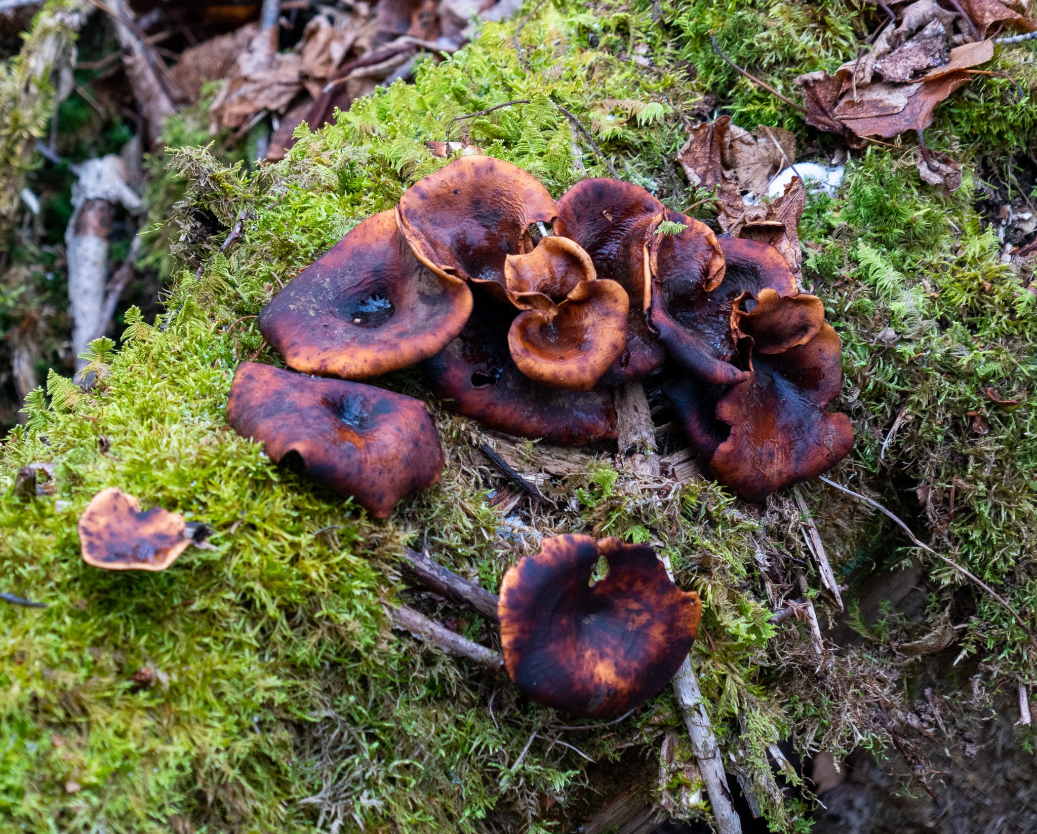 Wild Mushrooms