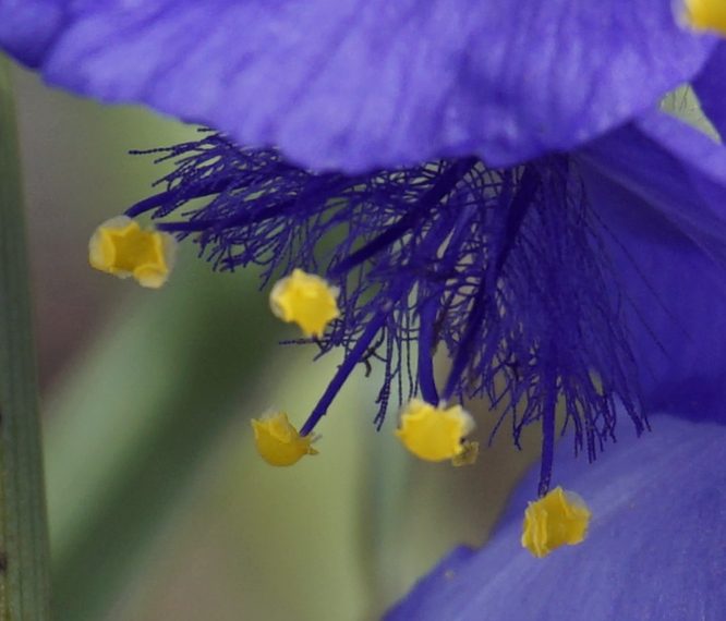 Wild Prairie Spiderwort Stamen