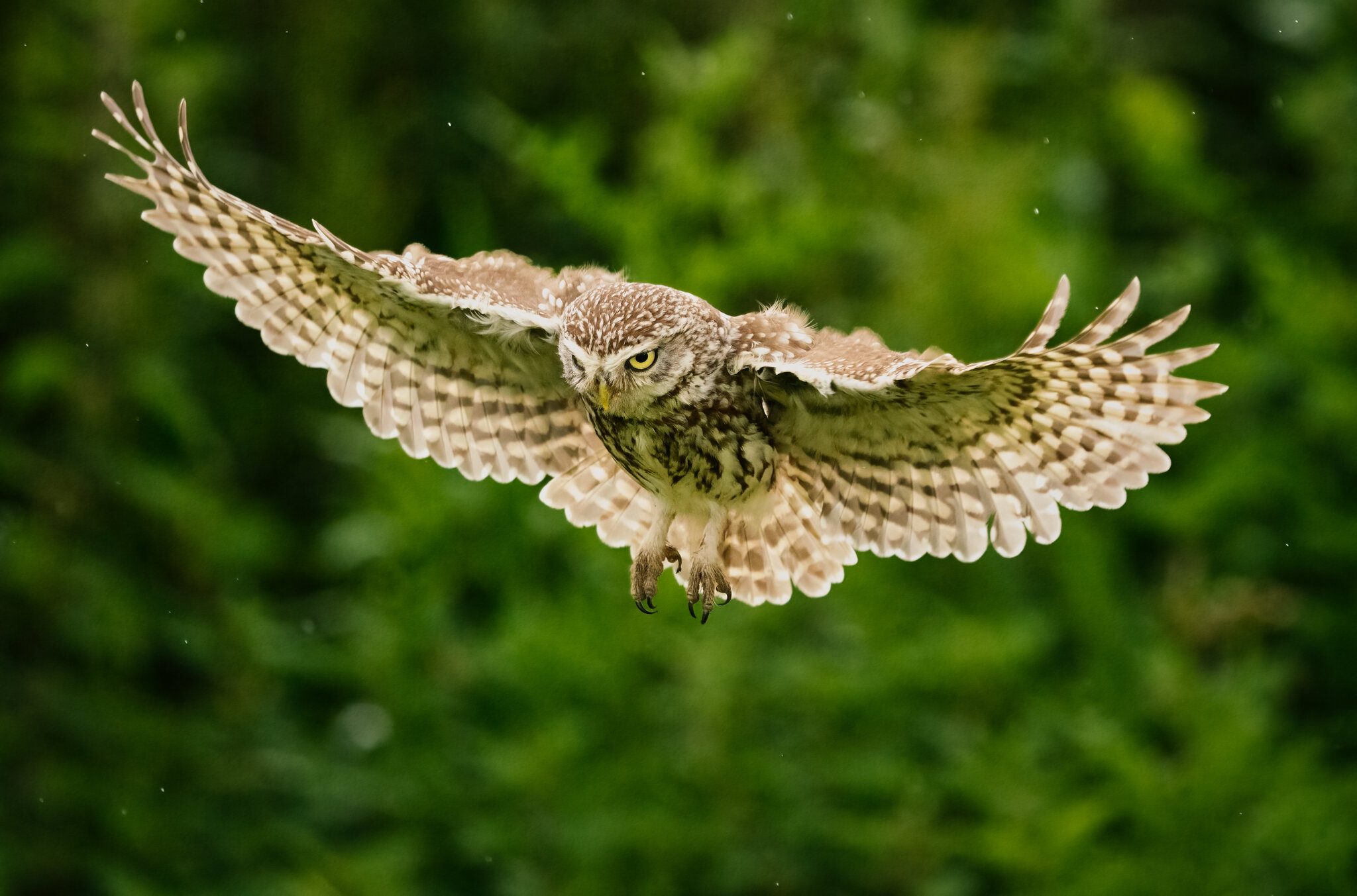 Wildlife At Sheppey (156 of 183)-Edit-Edit.jpg