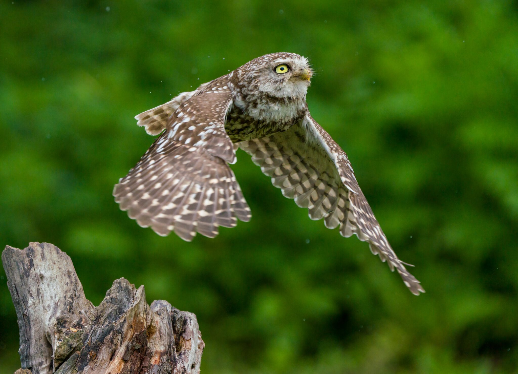 Wildlife At Sheppey (34 of 183)-Edit.jpg