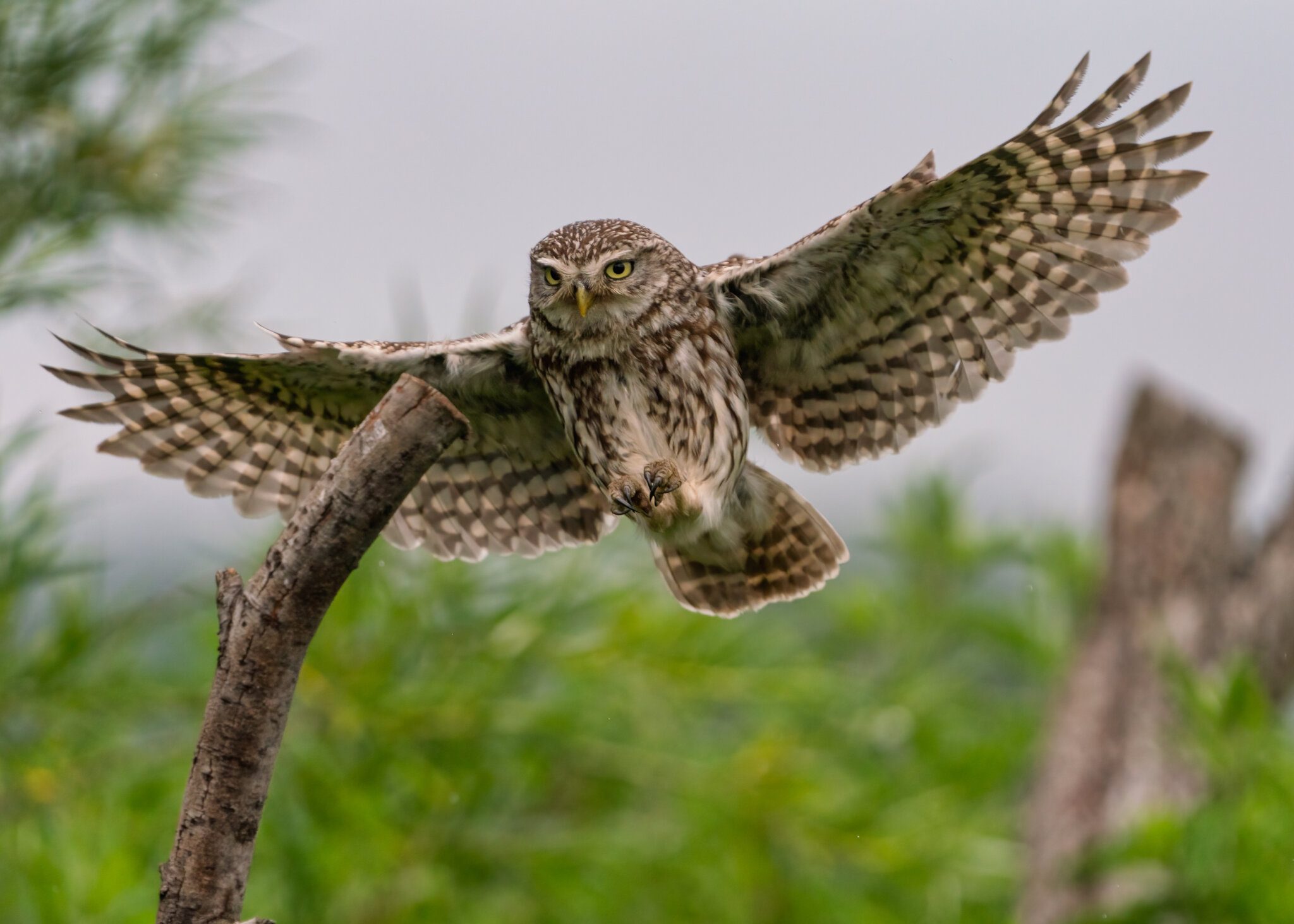 Wildlife At Sheppey (43 of 183)-Edit.jpg