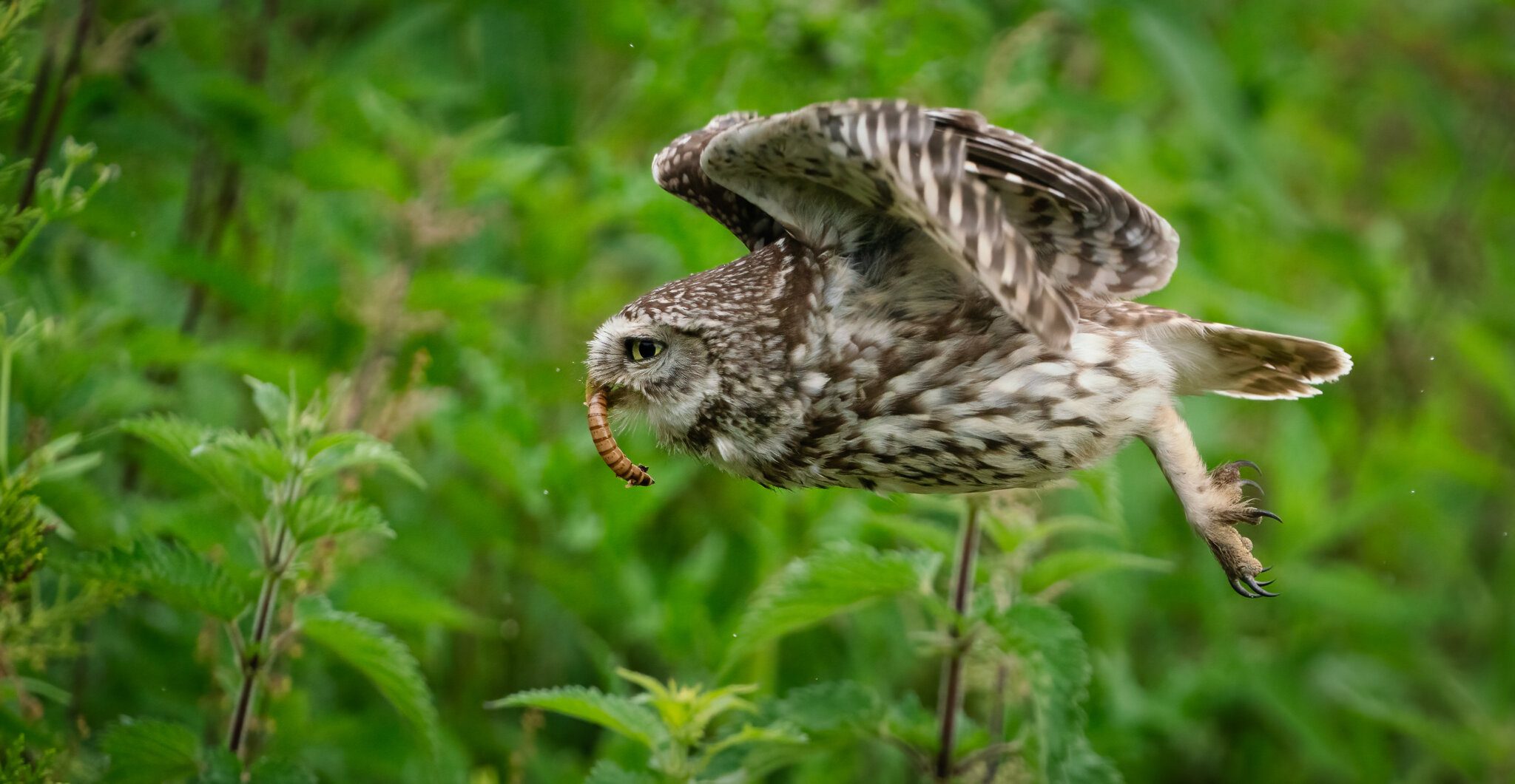 Wildlife At Sheppey (62 of 183)-Edit.jpg