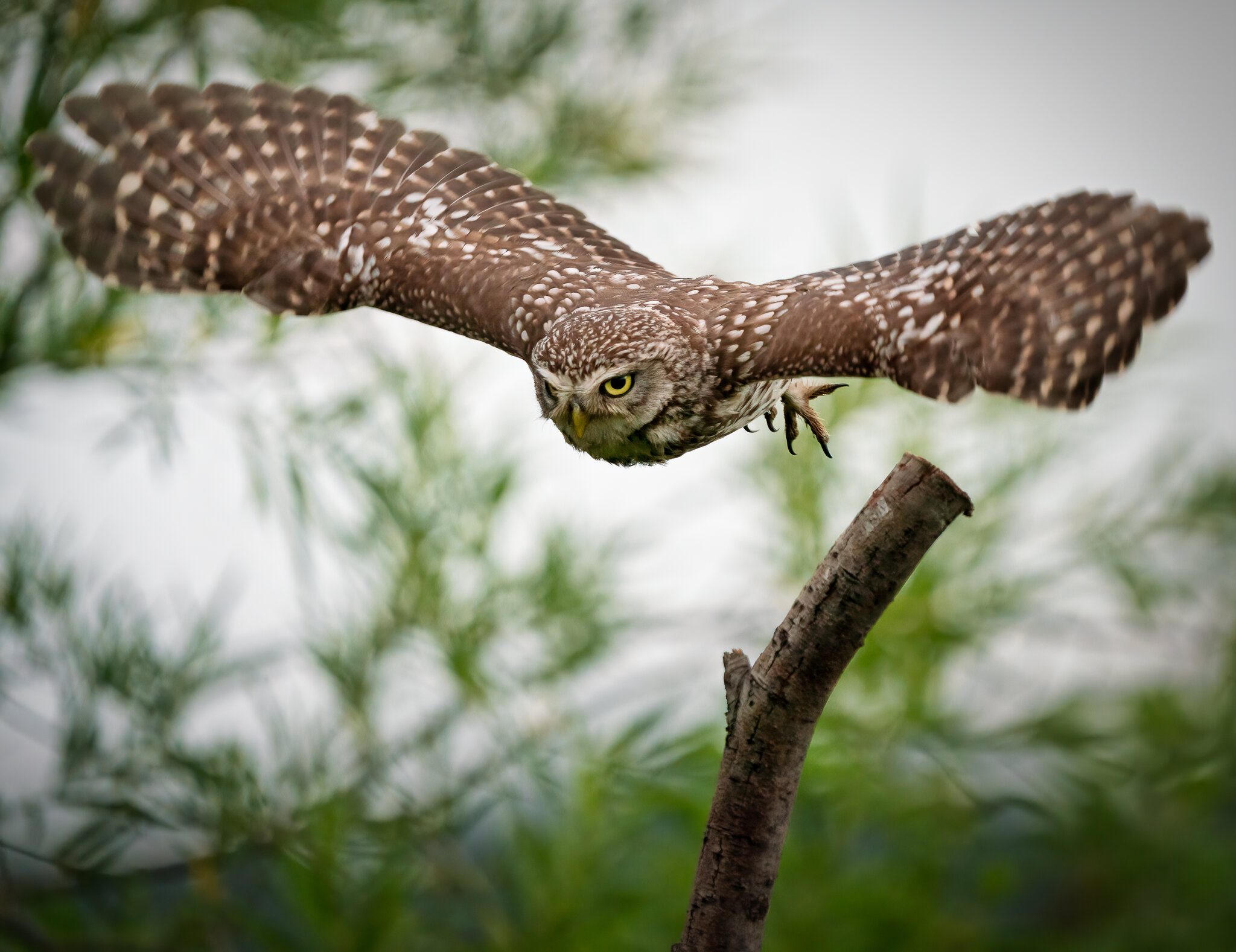 Wildlife At Sheppey Little Owl.jpg