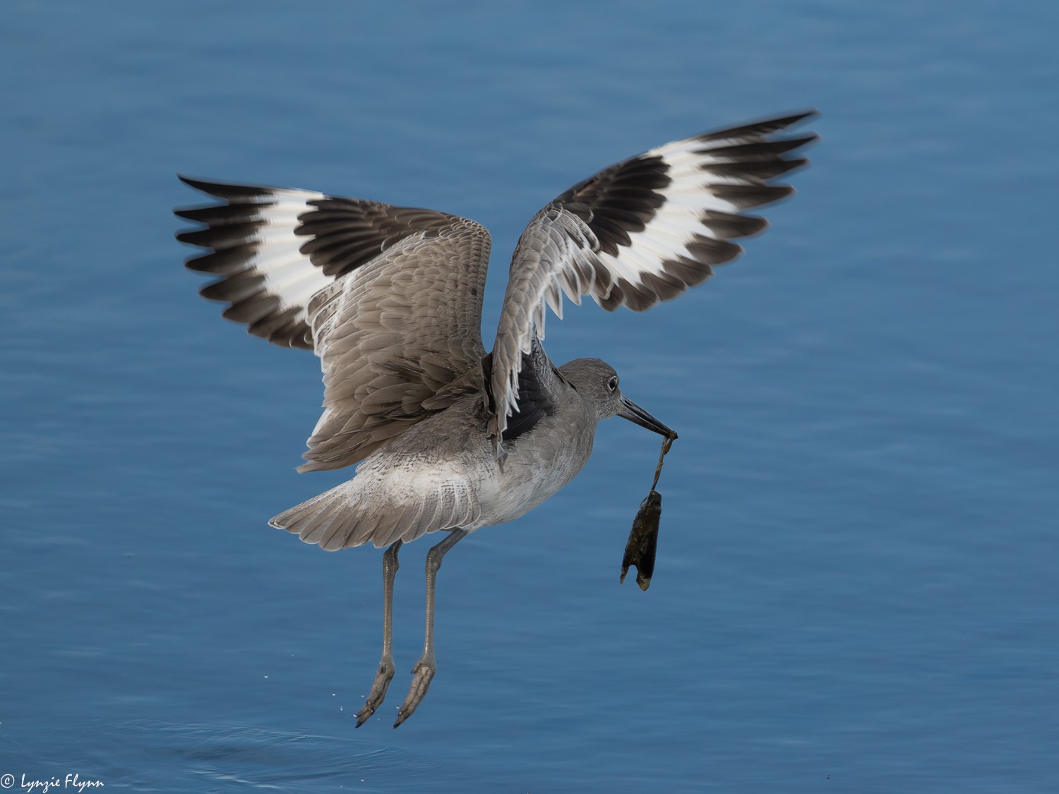 Willet 4148.jpg