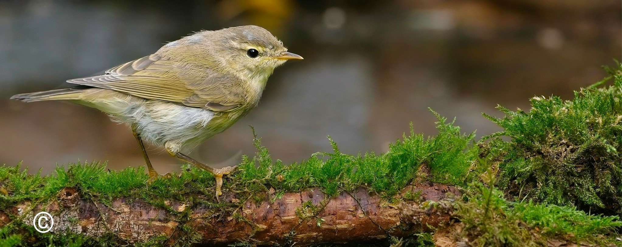 Willow Warbler Aug 2023.jpg