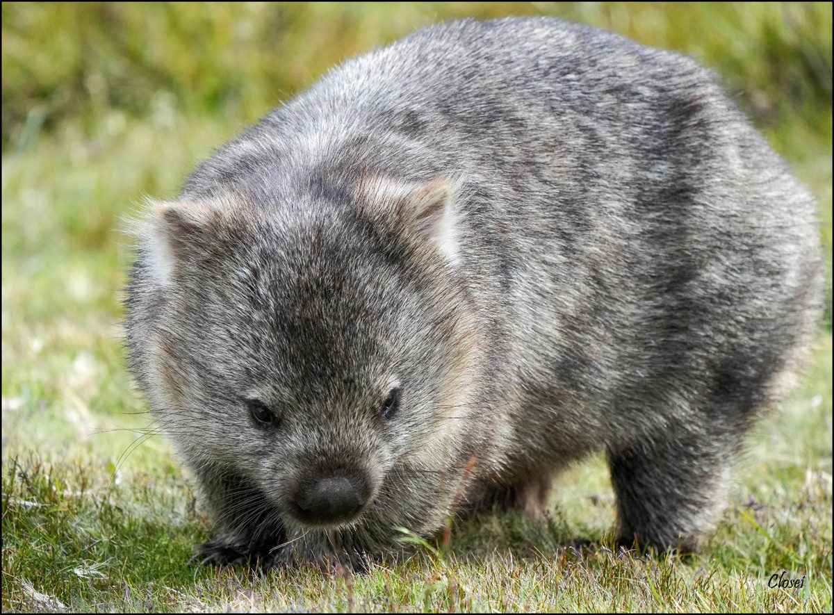 Wombat 7r.jpg