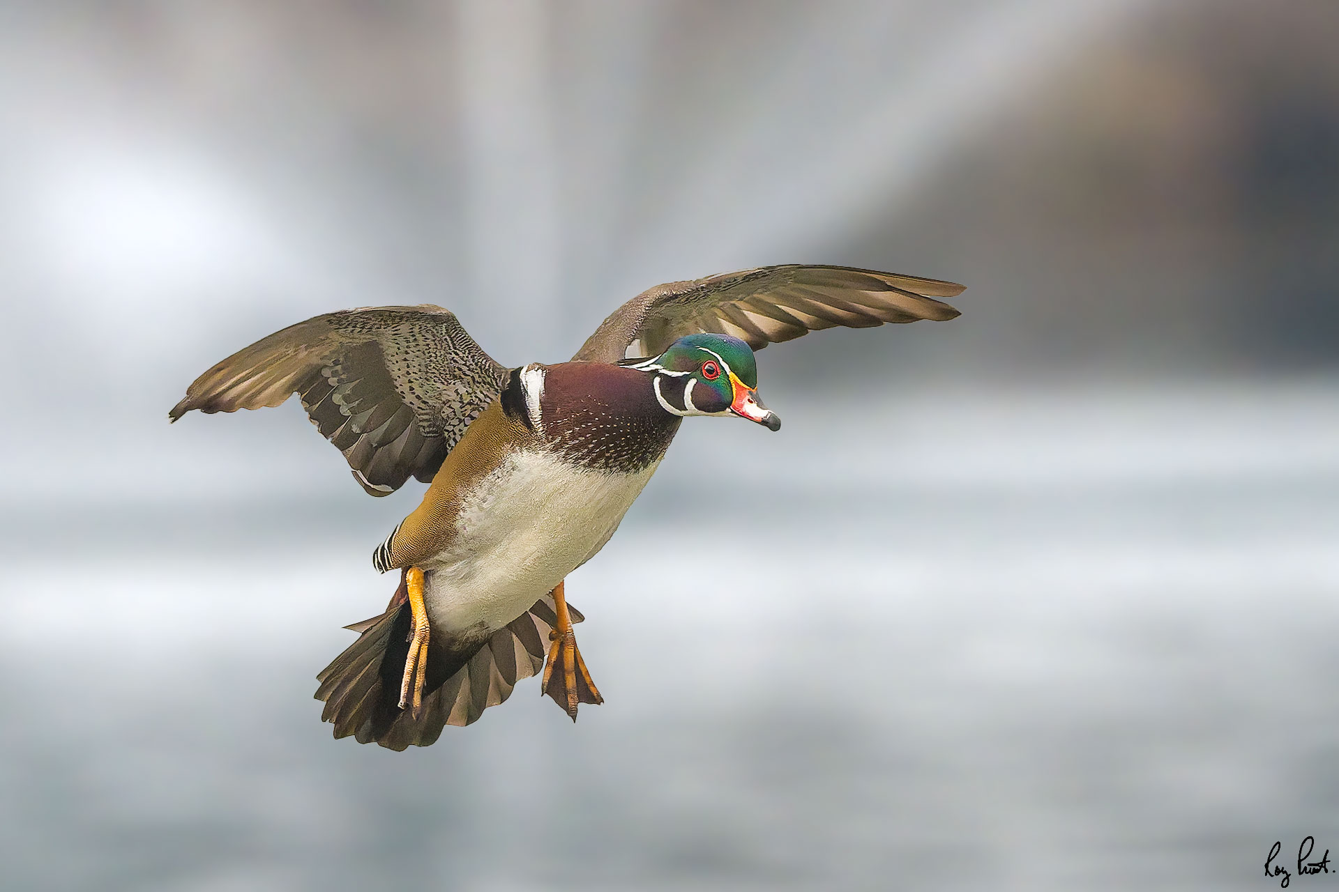 Wood-Duck-7087.jpg