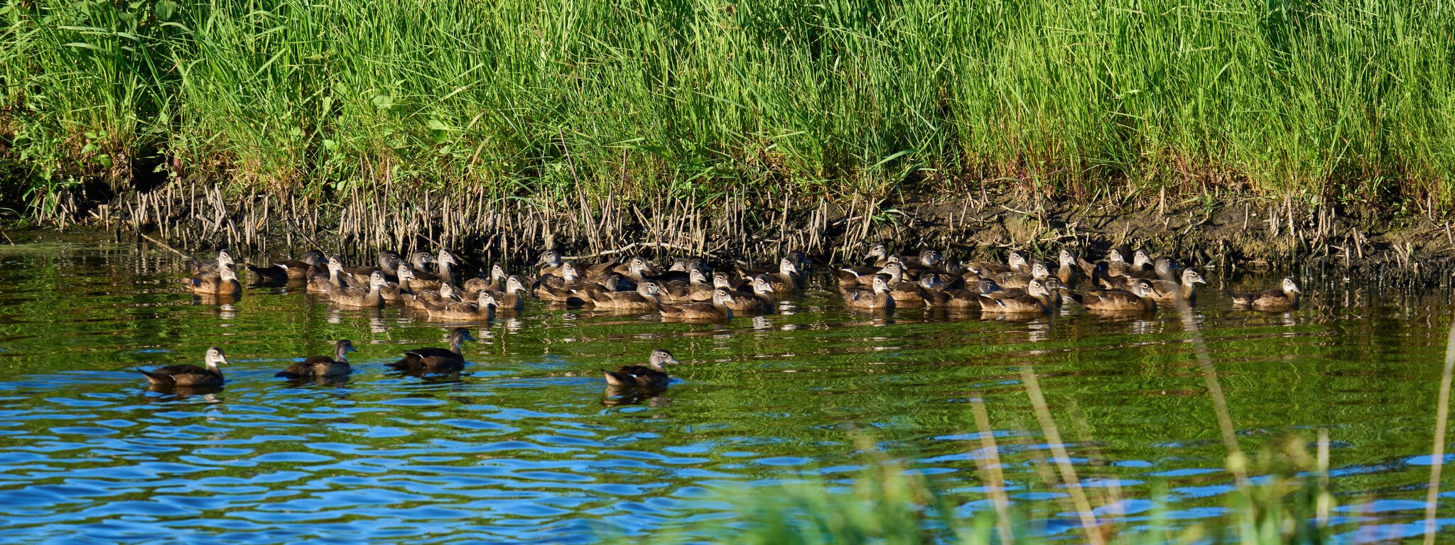 Wood Duck - Bombay Hook NWR - 08142022 - 06-DN.jpg